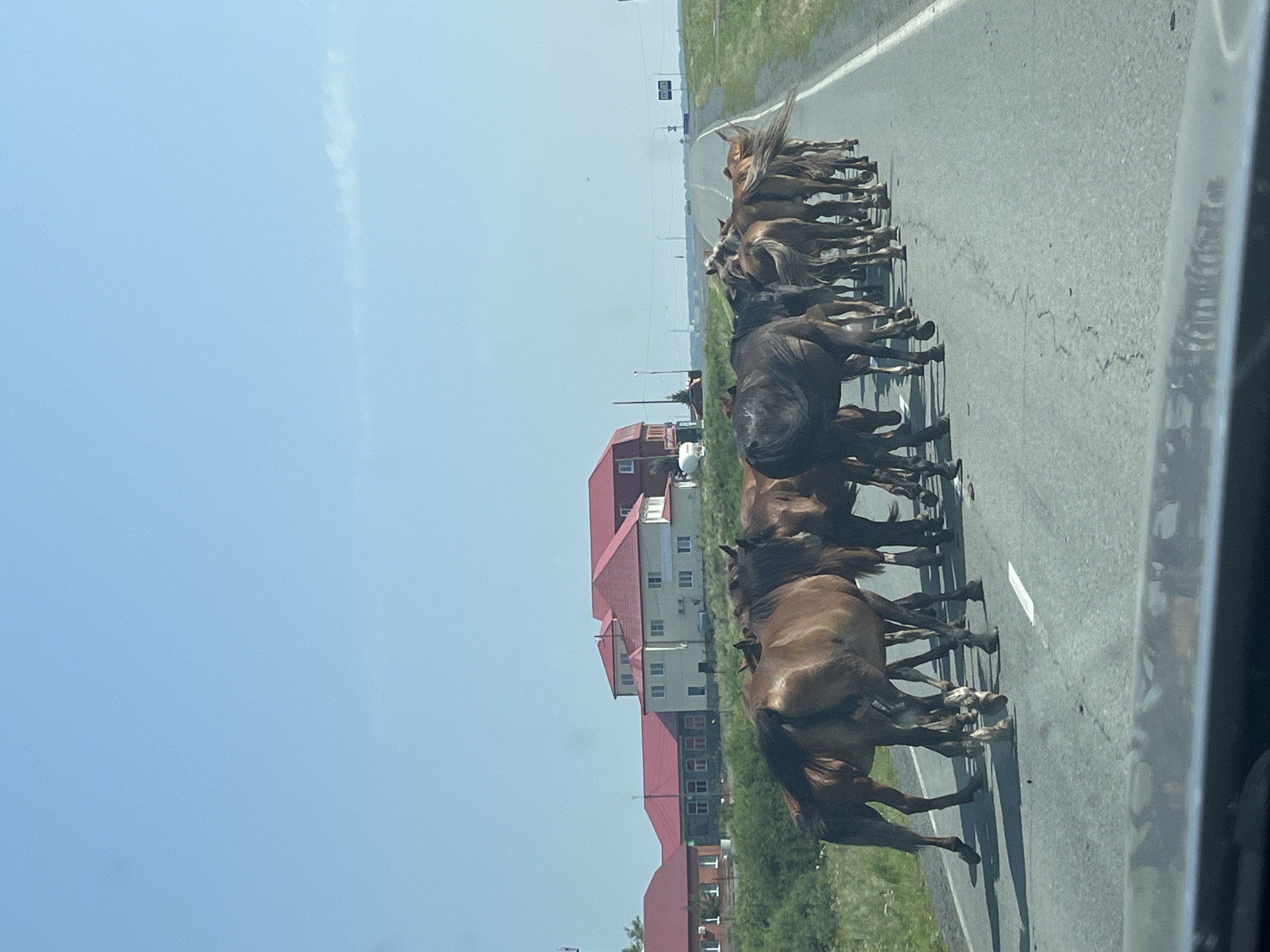 A herd of horses is crossing a paved road in the city of Kunashak, Russia. The horses are walking in the same direction, towards the horizon. They are on the right side of the road, blocking traffic. The road is asphalt and has white lines marking the lanes. In the background, there are buildings with red roofs and green trees. The sky is clear and blue. A car's dashboard is visible in the foreground, suggesting the photo was taken from a vehicle.