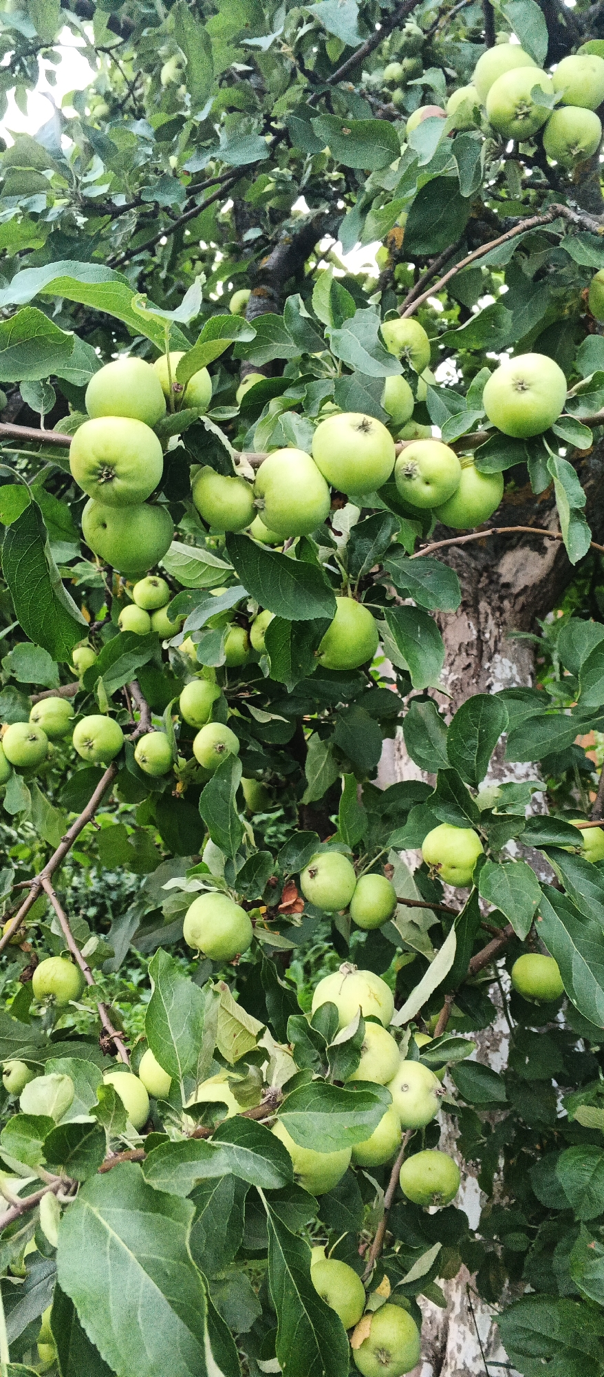 The image depicts a close-up view of an apple tree laden with numerous green apples. The apples are of varying sizes and are clustered together on branches amongst lush green leaves. The tree trunk, with its textured bark, is visible in the background. The setting appears to be outdoors, in a natural environment. The specific location is identified as the village of Podgornoye, Russia. There are no people or animals visible in the image, and no actions or interactions are taking place. The scene is static and focuses solely on the fruit-bearing tree.