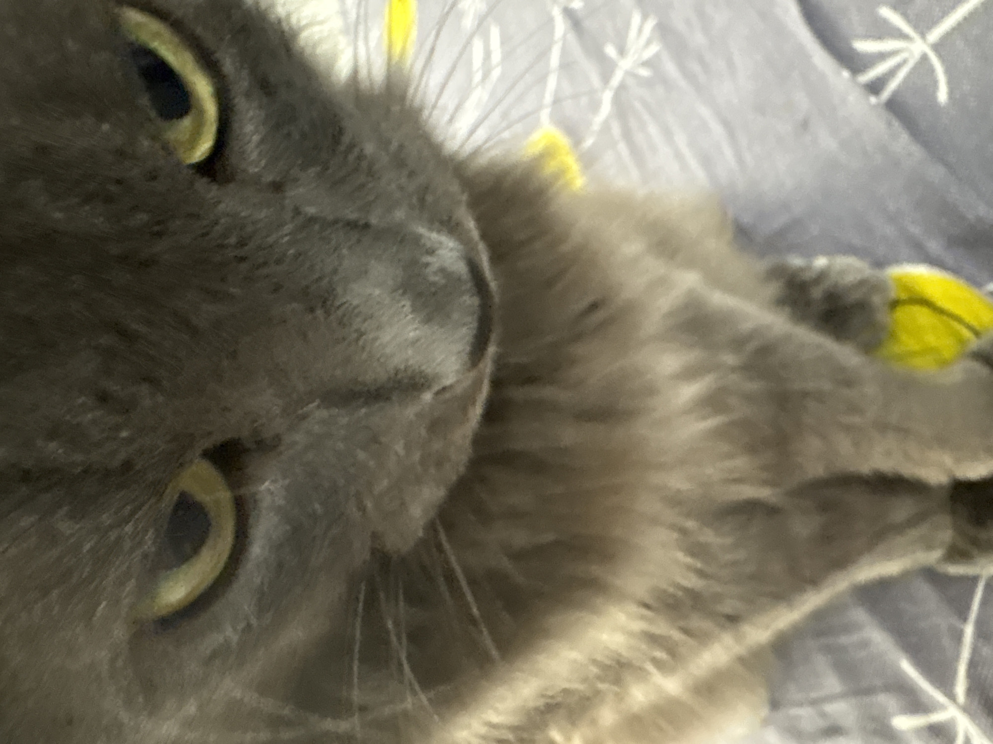 A close-up, head-on shot of a gray cat is featured, with its face filling most of the frame. The cat has striking yellow-green eyes with dark pupils, and its gaze is directed downwards. Its fur appears soft and dense, with lighter gray and brown tones visible on its chest and paws. The cat is wearing a bright yellow collar or accessory around its neck, and another yellow object is visible on one of its paws. The background consists of a blurred surface that appears to be a blanket or textile, with a subtle pattern of white lines and star-like shapes. The lighting is soft, creating a slightly shadowed effect on the cat's face. The image does not provide any information or context related to Vladivostok, Russia.
