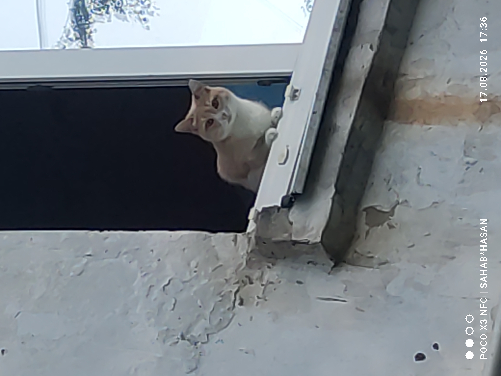 A light-colored cat with orange markings sits on a windowsill. The cat is looking towards the camera. The windowsill is part of a building with a weathered exterior. The background is out of focus, but appears to be a window with a view of trees and sky. The image is watermarked with "POCO X3 NFC | SAHAB*HASAN" and a date and time "17.08.2026 17:36". There is no information to suggest the location is Kostroma, Russia.