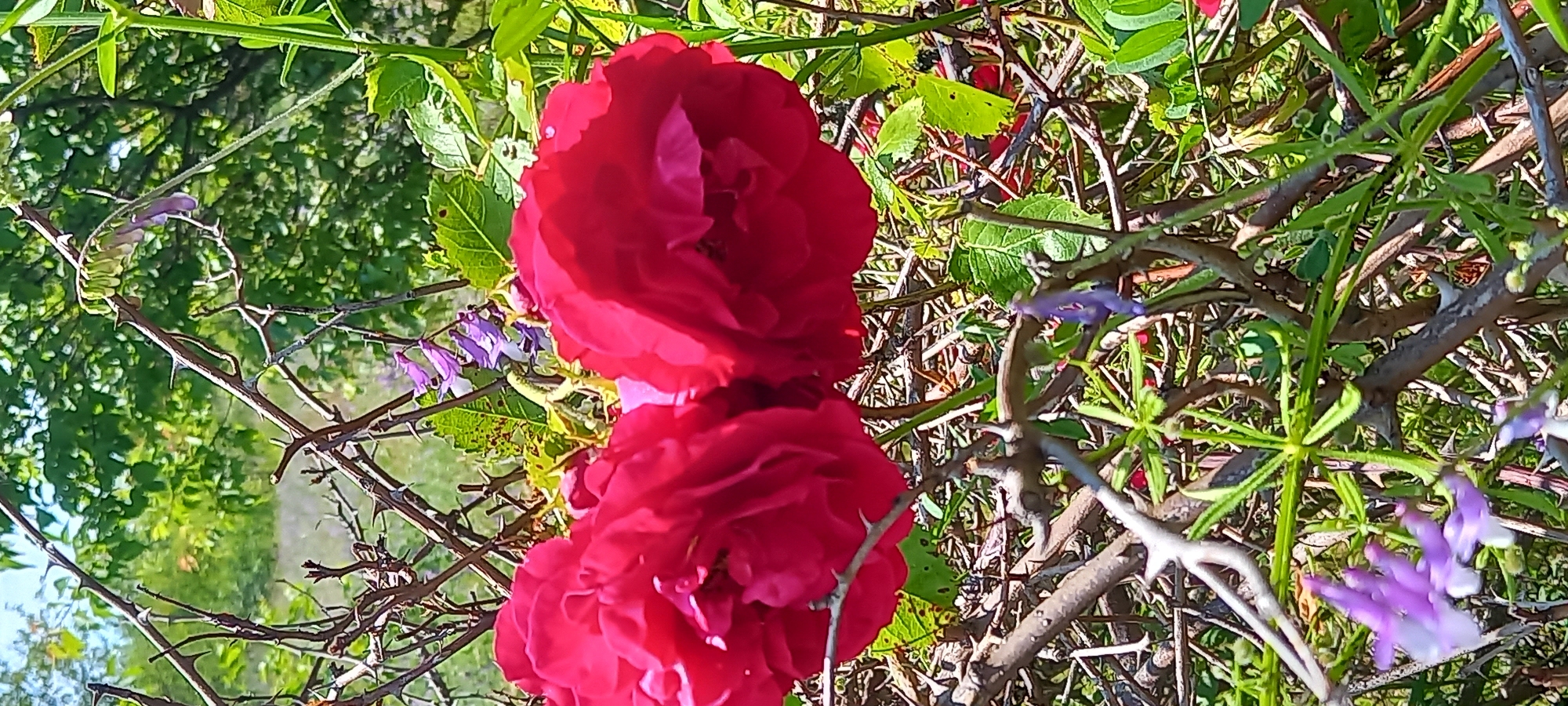 The image shows a close-up view of two vibrant red roses, their petals densely layered and velvety. They are intertwined with thorny branches and green foliage, suggesting an outdoor setting likely in a garden or natural area. In the background, a soft blur of green leaves and dappled sunlight hints at trees and a bright sky. Small clusters of delicate purple flowers are visible among the thorns, adding a contrasting splash of color to the scene. The composition is naturalistic, with the roses as the central focus, their rich color standing out against the more muted tones of the surrounding vegetation. The image was taken in Kryvyi Rih, Ukraine.