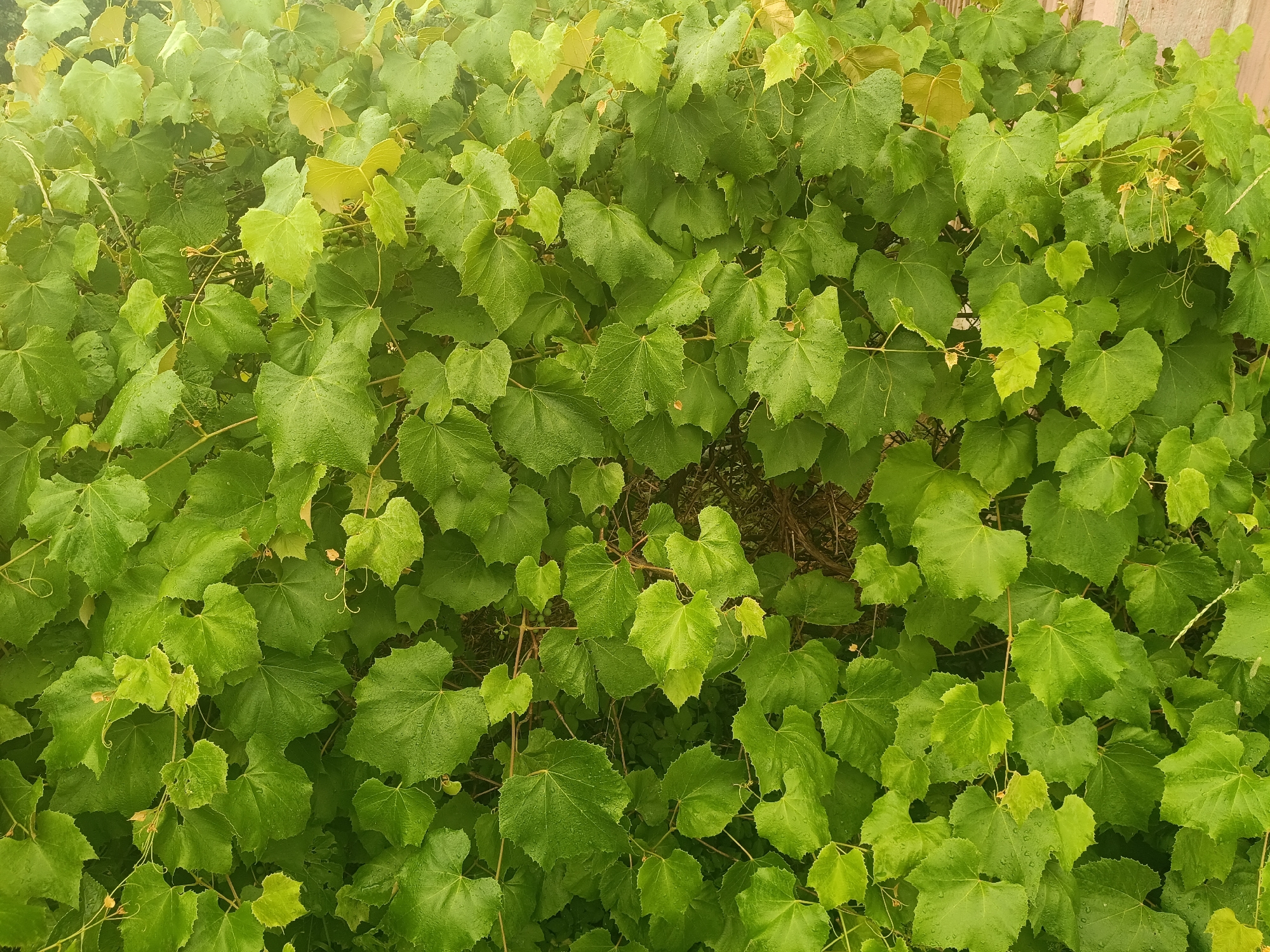 The image is a close-up, overhead view of dense, green foliage, primarily consisting of grape leaves. The leaves are varied in size and shape, some appearing heart-shaped with lobed edges, while others are more rounded. Many of the leaves are covered in small water droplets, suggesting recent rainfall or dew. The color palette is dominated by various shades of green, with some lighter, yellowish-green leaves interspersed, possibly indicating new growth or sun exposure. Thin, light brown tendrils and stems are visible winding through the leaves, adding to the tangled appearance of the vegetation. The background is largely obscured by the leaves, but hints of darker greenery and possibly a wooden fence or structure can be discerned in the upper right corner. There are no people or animals visible in the image. The scene appears to be an outdoor environment, possibly a garden or vineyard. There is no specific information available to place this image in Litynia, Ukraine.