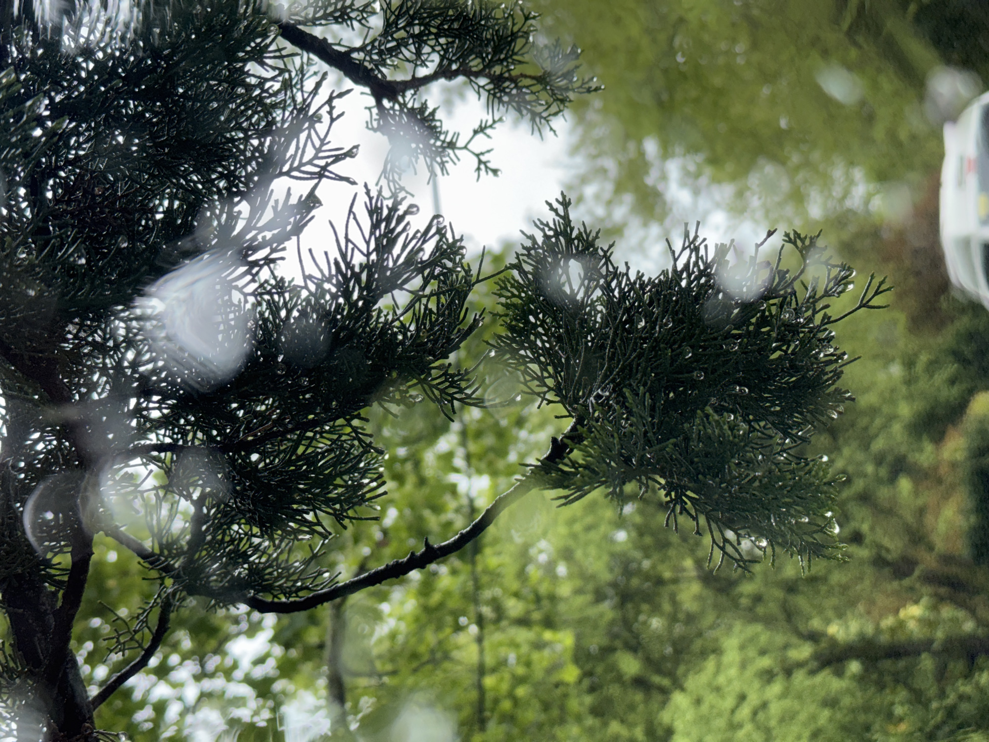 The image shows evergreen tree branches with water droplets, possibly due to rain or condensation. The backdrop is a blurred green landscape, possibly a forest or park. A partial image of a light-colored vehicle is visible in the upper right corner. There is no confirmed information about people, subjects, actions, interactions, or the location of Sochi, Russia.