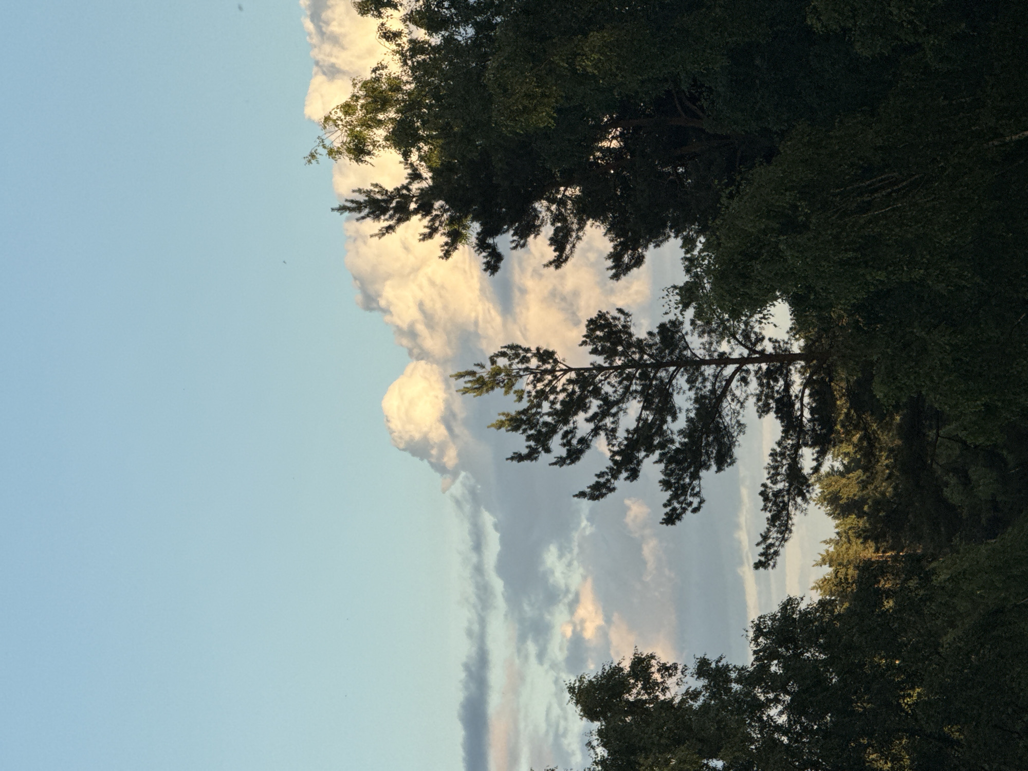 The image depicts a sky with scattered clouds, illuminated by the golden light of sunset. The sky is a gradient of soft blues and pale yellows, with distinct bands of gray and white clouds. In the foreground, a dense forest canopy is visible, with various types of trees, including tall pines and deciduous trees with green foliage. The trees are silhouetted against the illuminated sky. The lighting suggests it is late afternoon or early evening. The scene is a natural landscape, likely a forested area on the outskirts of Voeikovo, Russia. There are no people or specific man-made structures visible in the frame.