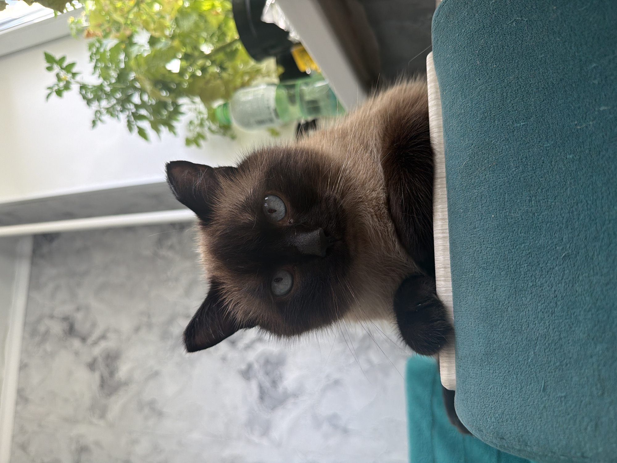 A Siamese cat with blue eyes is lying on a teal-colored surface, looking directly at the camera. The cat has dark brown fur on its face, ears, and tail, with lighter brown fur on its body. In the background, there is a marbled gray wall, a window with sunlight streaming in, and a potted plant with green leaves. A plastic bottle and other objects are visible on the windowsill. The image appears to be taken indoors. The location of Япрыково, Russia is not evident from the image.