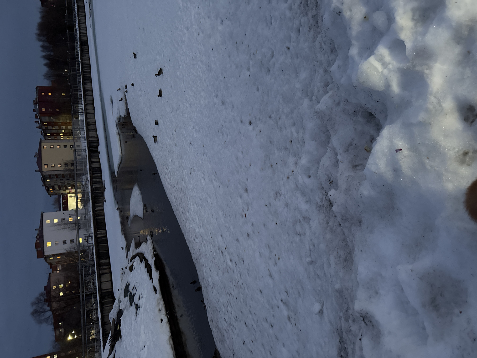 The image shows a partially frozen body of water, likely a river or canal, adjacent to snow-covered embankments and a city backdrop in what appears to be Votkinsk, Russia. Several ducks are visible in the open water areas. On the opposite bank are multi-story residential buildings. The lighting suggests it is dusk or early evening. The foreground shows piled-up snow.