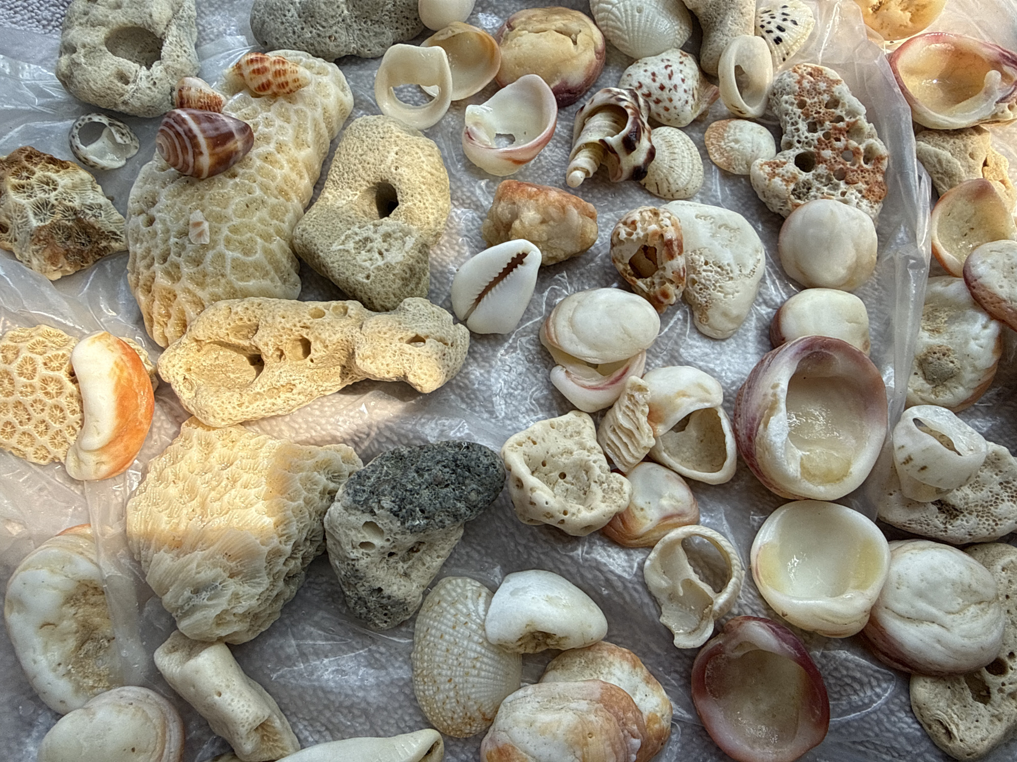 The image shows a collection of seashells and pieces of coral arranged on what appears to be crinkled clear plastic. The shells and coral exhibit a variety of colors, shapes, and textures. Colors range from white, cream, and beige to shades of brown, orange, and pink. Some pieces show intricate patterns and porous textures, while others are smooth and solid. The lighting is bright, casting shadows and highlighting the textures of the objects. No people are visible. There is no indication of location.