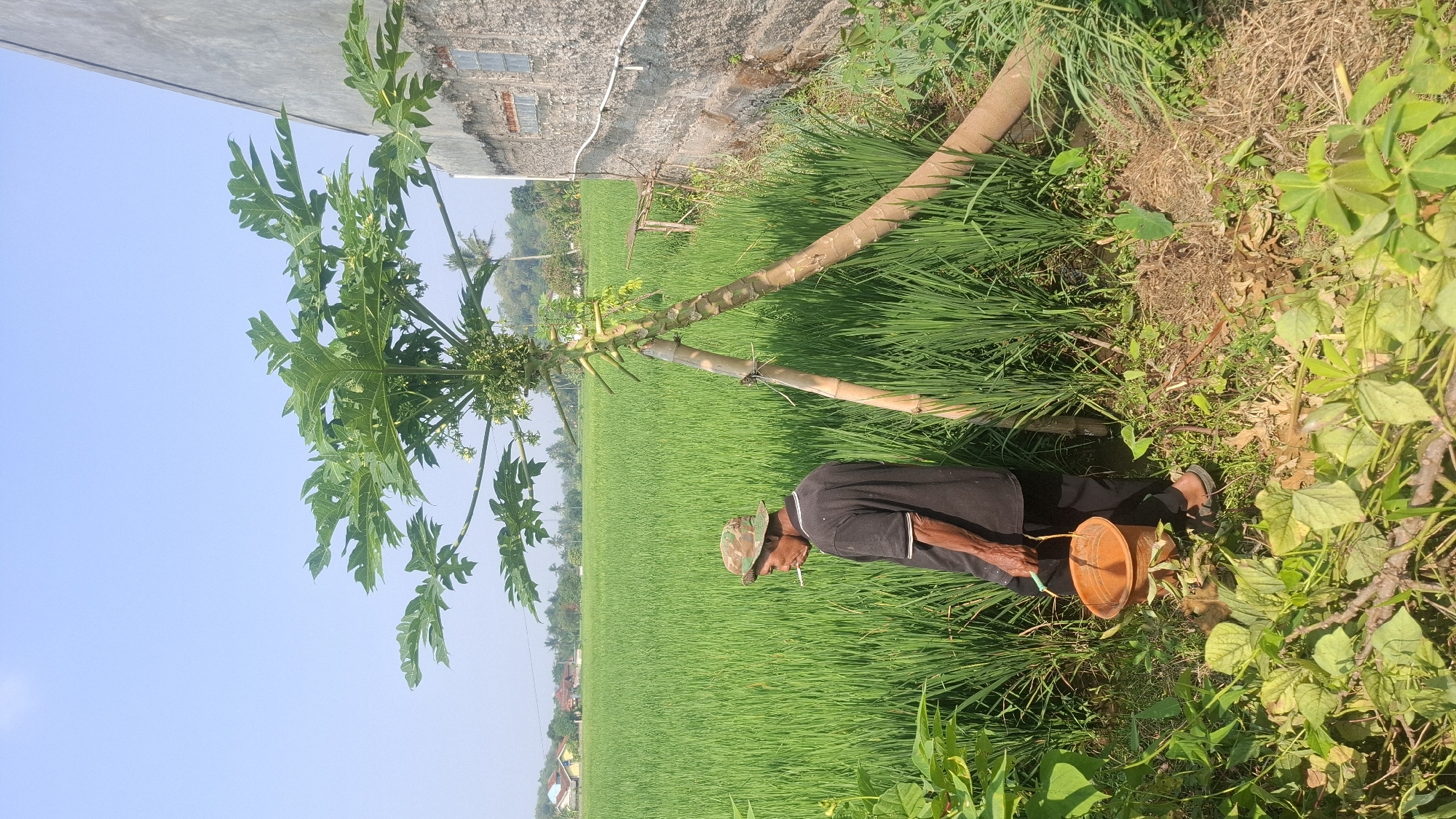 The image depicts an outdoor scene in what appears to be a rural agricultural area, possibly near Rahong, Indonesia. In the foreground, a person wearing a camouflage hat, a dark t-shirt, and dark pants stands to the left of a papaya tree. The person is holding an orange bucket and smoking a cigarette. The papaya tree is large and laden with fruit. Behind the person and the tree, a vast, green rice paddy stretches towards the horizon. In the background, a building with a textured wall and windows is visible on the right side of the image, and further in the distance, there are houses and vegetation. The sky is clear and blue. The ground in the immediate vicinity of the person and the tree is covered in dry leaves and some green plants.