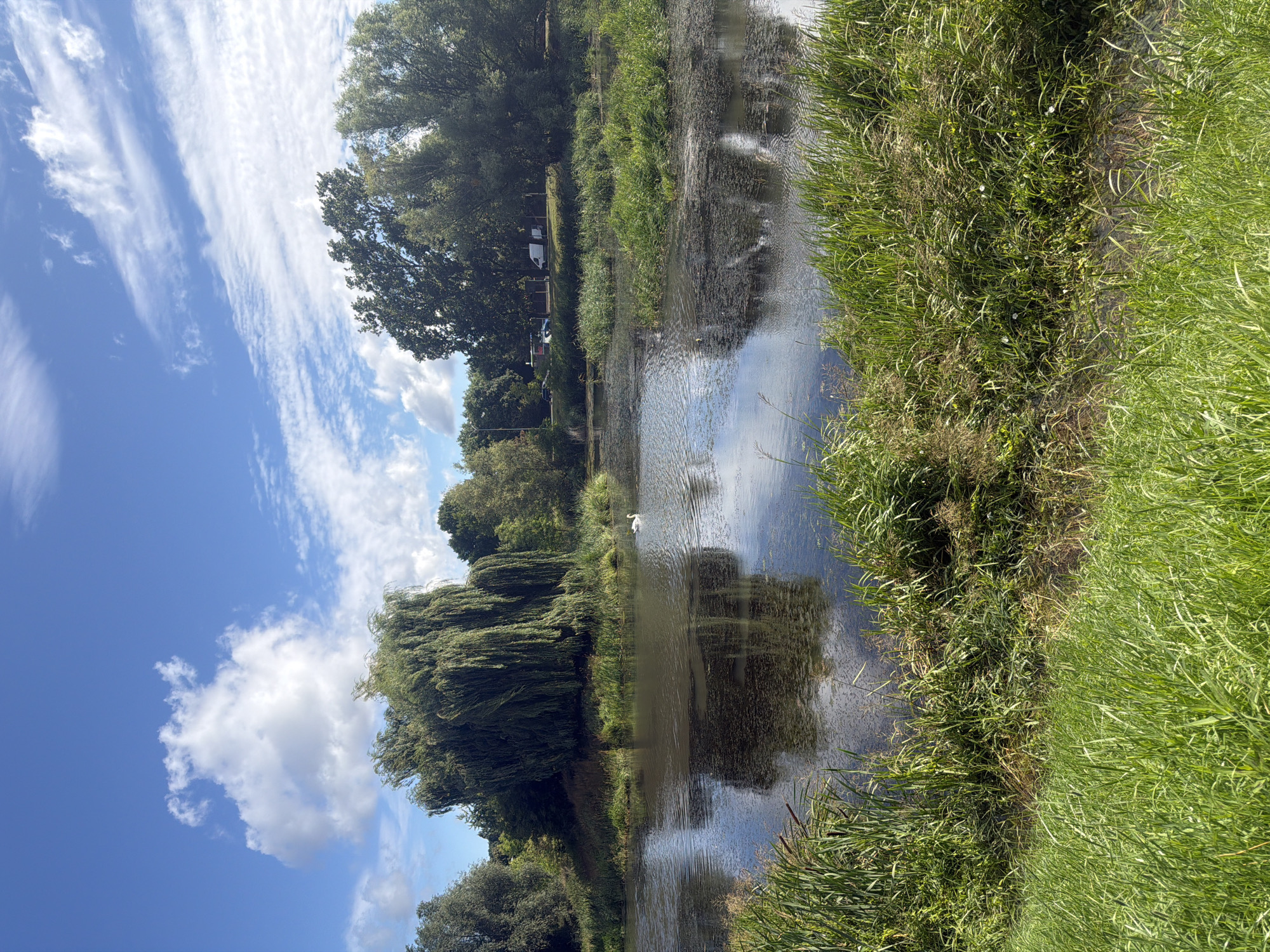 The image depicts a tranquil waterside scene, likely a park or natural reserve, under a bright blue sky dotted with fluffy white clouds. The foreground is dominated by lush green grass, indicative of a well-maintained area. A body of water, possibly a river or lake, occupies the middle ground. On the far bank, a prominent weeping willow tree stands out with its cascading branches. A solitary white swan glides gracefully across the water's surface. Behind the trees and the willow, a line of mature deciduous trees forms a dense backdrop. Further in the distance, a road with parked vehicles, including a white van, suggests the proximity of urban infrastructure, though the overall impression is one of natural serenity. The environment is rich with vegetation, with reeds and other water-loving plants lining the water's edge. The overall atmosphere is peaceful and serene, suggesting a pleasant day for outdoor recreation.