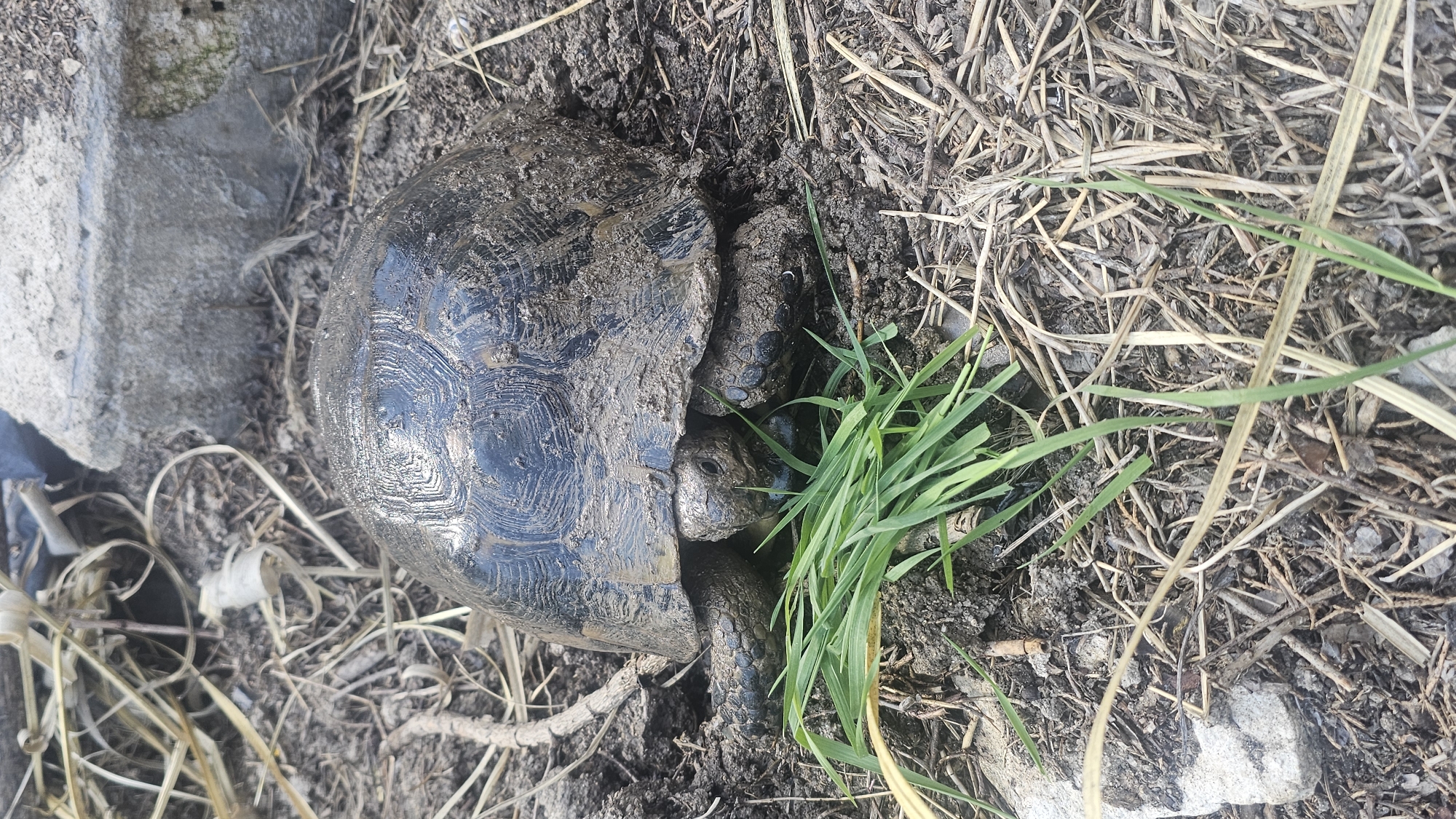 The image depicts a mud-covered tortoise in an outdoor environment. The tortoise is partially retracted into its shell, with its head and legs visible. There is a clump of green grass near the tortoise's head, and the surrounding ground is covered in dirt and dry straw-like vegetation. A gray concrete slab is also present near the tortoise. The image's location is Rogachevo, Bulgaria.