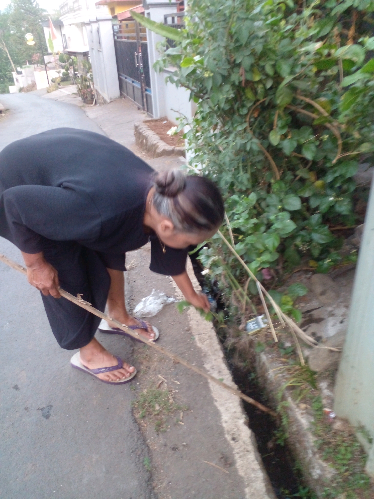 In Pungangan, Indonesia, a woman is seen in the foreground, hunched over a drainage ditch. She is wearing a black t-shirt and dark pants, along with purple and white flip-flops. Her hair is pulled back into a bun. In her hands, she holds a long, thin stick, which she is using to probe or clear the ditch. To her left, on the asphalt road, is a crumpled white plastic bag. The drainage ditch itself appears to contain some debris and murky water, with green vegetation growing along its edges and the embankment. Behind the woman, a lush green bush with various leaves and vines is visible, bordering the ditch and extending upwards. Further in the background, a street curves away, flanked by buildings. One building has a white facade and a black metal gate. The overall setting suggests an outdoor scene in a residential or semi-urban area.