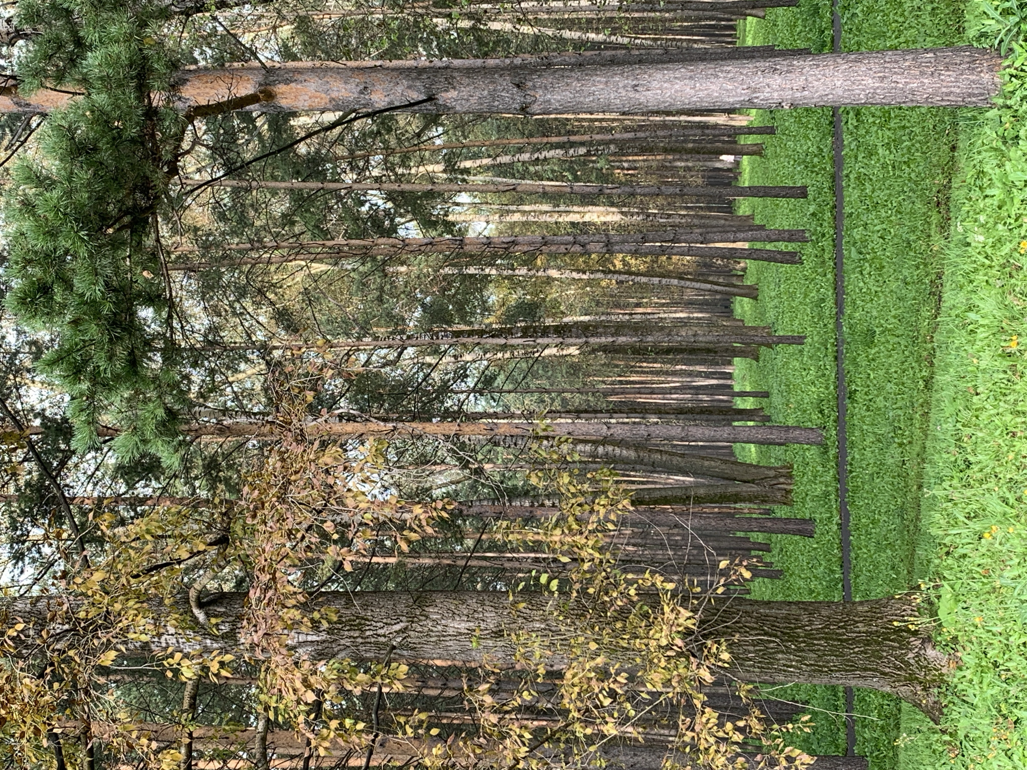 The image depicts a forest in the city of Prokopyevsk, Russia, on a bright, possibly late summer or early autumn day. The foreground features a large tree with a textured bark and some yellowing leaves, indicating the season. Beyond this tree, the scene transitions into a dense forest characterized by numerous tall, slender trees, primarily pines with some deciduous trees interspersed. The ground is covered in lush green grass with small yellow wildflowers scattered throughout. A dark pathway, likely a walking trail, cuts horizontally across the middle ground, winding through the dense vegetation. The overall impression is one of a natural, serene forest environment within an urban setting. There are no people visible in the image.
