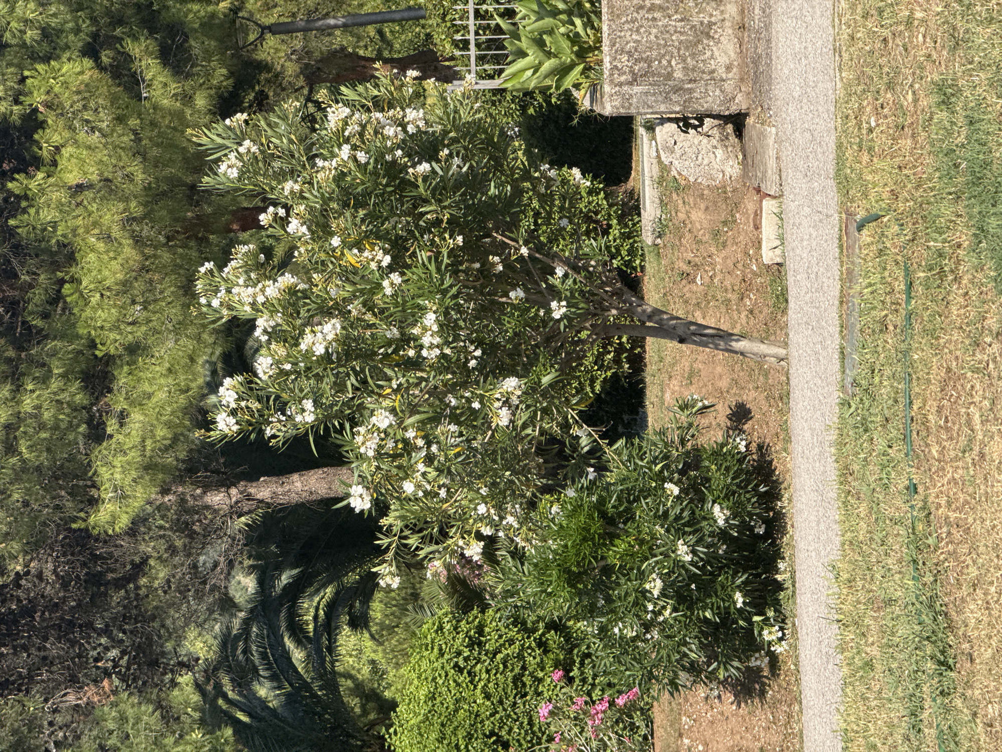 This is an outdoor, eye-level, vertical, medium shot of a flowering oleander bush with white blossoms. The bush is situated in front of a concrete structure and to the left of a paved walkway. To the left of the oleander bush are pine trees and palm fronds. The ground in the foreground is a mix of dry grass and dirt. The scene appears to be a garden or park area. The lighting suggests it is daytime, possibly late afternoon due to the long shadows cast by the trees. The weather appears to be sunny. No people or text are visible in the image. The overall mood is peaceful and natural.