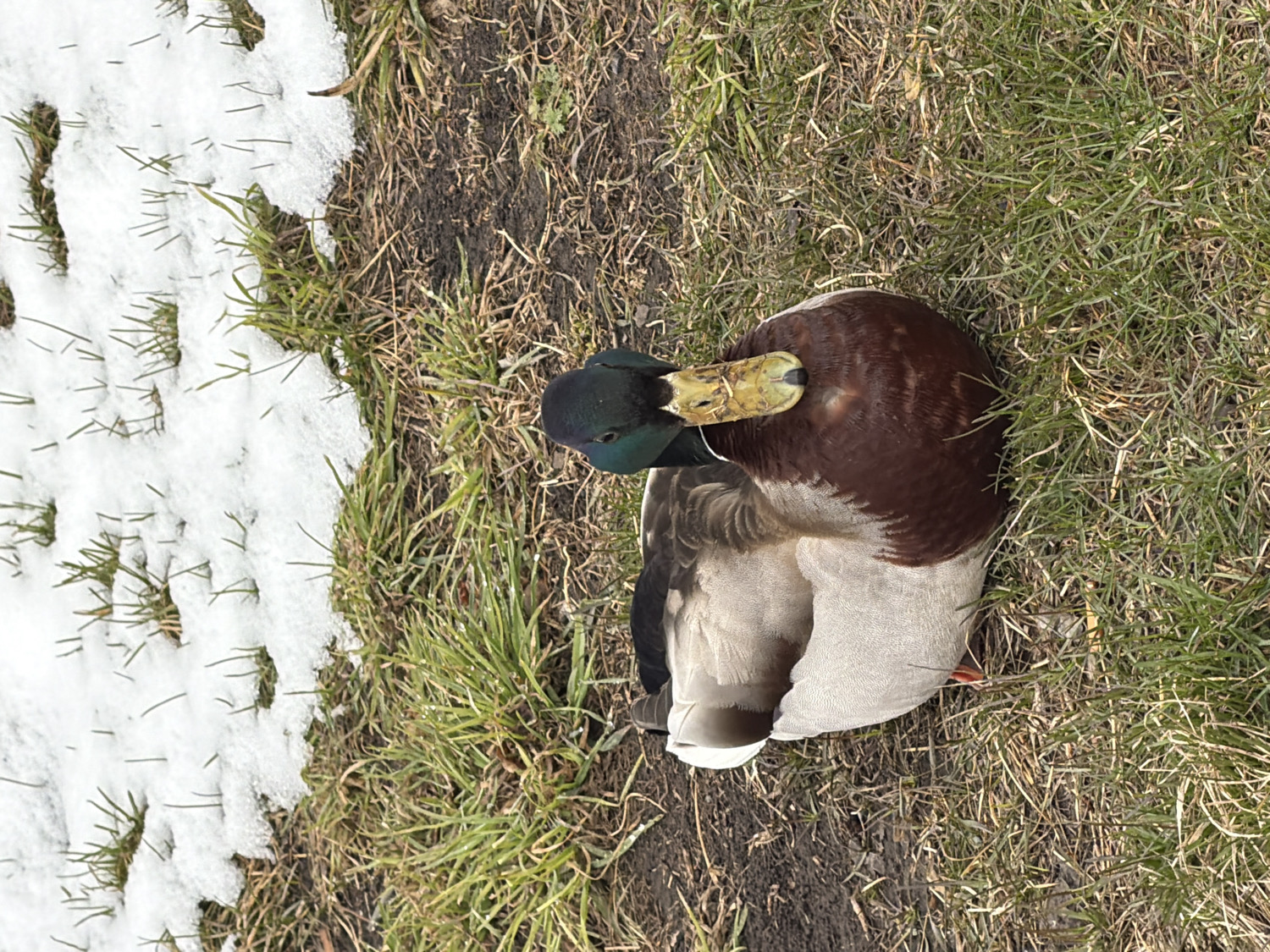 The image displays a single male mallard duck resting or preening on the ground. The duck is positioned with its body facing right, and its head turned sharply to the left, with its bright yellow-orange beak pointed down towards its chest or back feathers. It exhibits the characteristic features of a male mallard, including an iridescent green head, a white neck ring, a rich chestnut brown chest, and greyish-white body feathers.
The setting is an outdoor environment covered with a mix of natural elements. Patches of green grass are visible, interspersed with areas of exposed brown dirt or mud. Significantly, there are also distinct patches of white snow on the ground, suggesting a transitional season, likely late winter or early spring, consistent with the location of Krasnoyarsk, Russia. The snow appears to be melting or partially covering the emerging grass. The scene is brightly illuminated, indicating it is daytime. There are no other subjects, man-made objects, or visible text present in the image.