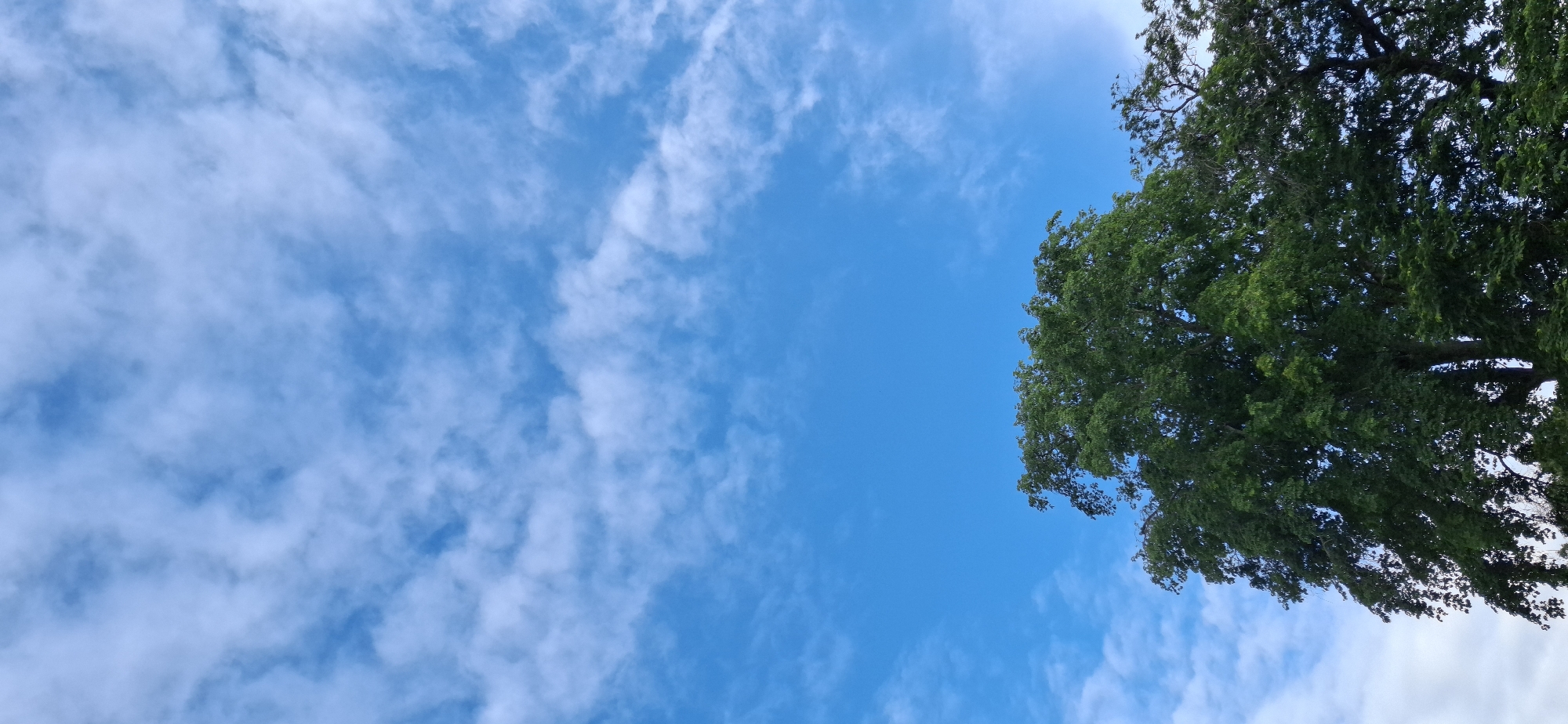 The image shows a view looking up into a blue sky with scattered white clouds. A portion of a tree with green leaves occupies the upper right corner of the frame. The image was likely taken in Tinaquillo, Venezuela, based on the request.