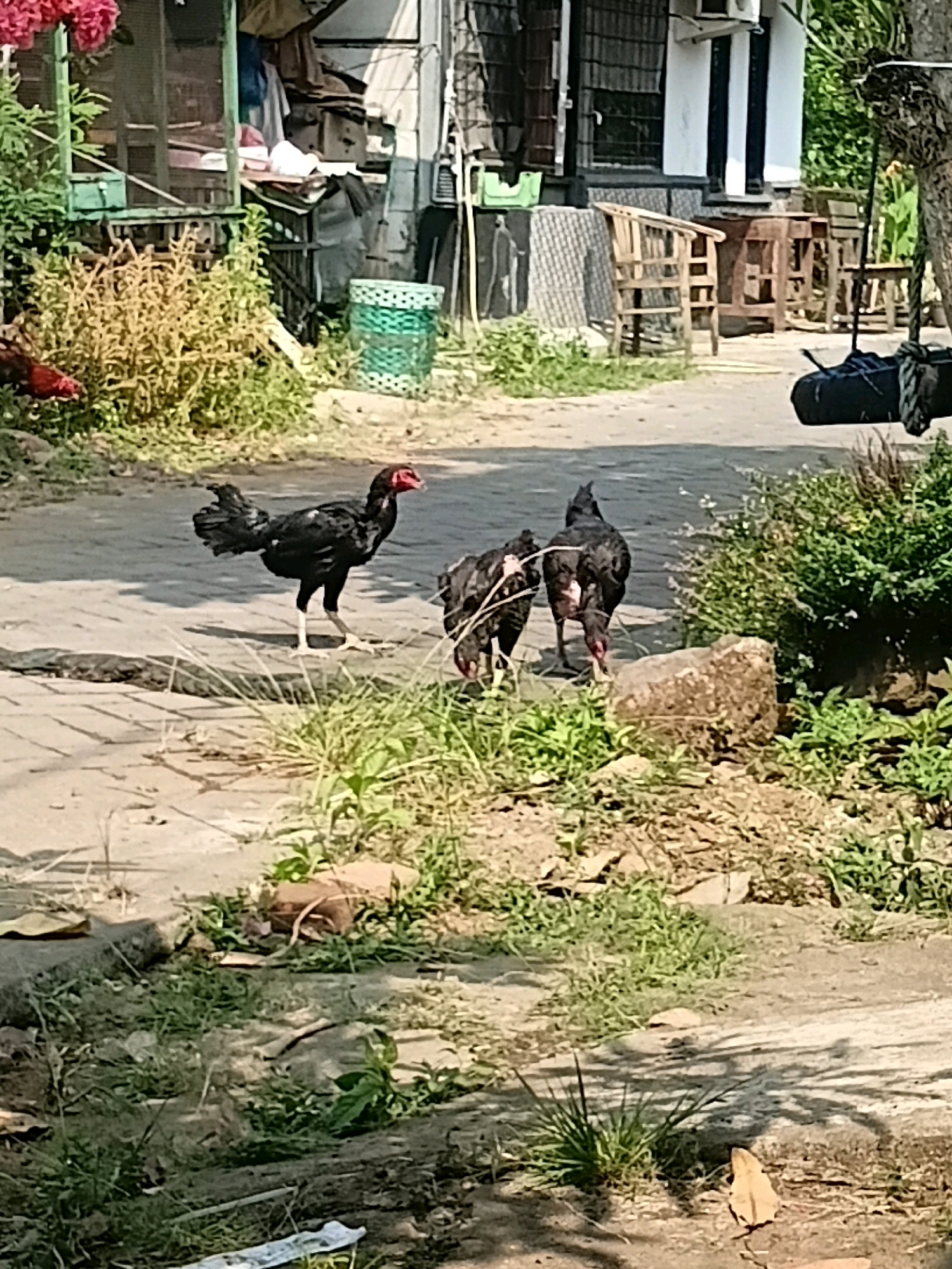 In Cikal, Indonesia, three black chickens with red combs are visible on a paved walkway. One chicken stands to the left, facing right with its tail feathers fanned out. Two other chickens are to its right, facing away from the camera, one pecking at the ground near a large rock. The background shows a building with white and black vertical stripes, a wooden chair and table set, and greenery. The ground is a mix of pavement, dirt, and grass, with scattered leaves. The lighting suggests a sunny day.