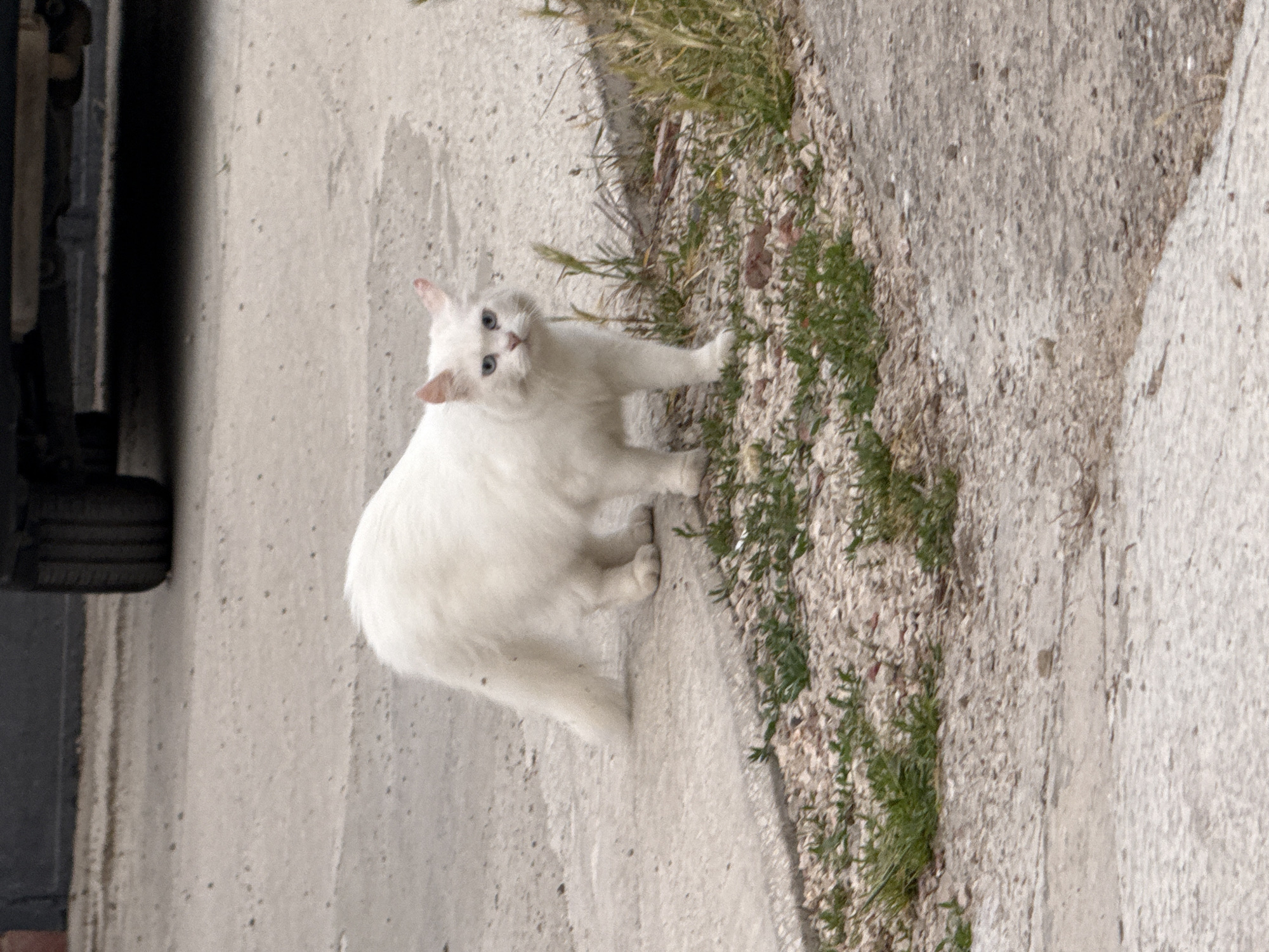 The image depicts a white, medium-haired cat with prominent blue eyes and pink inner ears standing on a light gray concrete or asphalt surface. The cat is positioned in the lower-center of the frame, facing directly towards the viewer with an alert expression. Its tail is visible curving behind its hind legs. To the cat's immediate right and in the foreground, the ground transitions to a strip of light-colored gravel intermingled with patches of green grass and weeds. In the upper-right background, the lower portion of a dark-colored vehicle, specifically a tire and its undercarriage, is visible. The ground directly beneath the vehicle is shadowed. The scene is outdoors, indicating a street or paved area adjacent to an unpaved margin in the city of Unknown, Unknown.