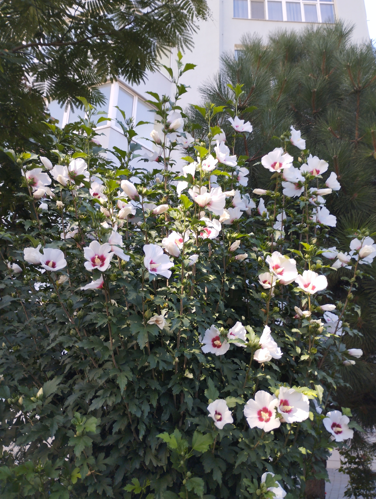 The image shows a flowering shrub with white and deep pink flowers, likely a hibiscus, growing in front of a building. The building appears to be a multi-story structure with windows. Behind the shrub, there are pine trees. The scene is set outdoors, possibly in a residential area or park within the city of Chornomorsk, Ukraine. There are no people or animals visible in the image. The lighting suggests it is daytime, possibly late afternoon, given the shadows. The overall impression is one of urban greenery and architecture.