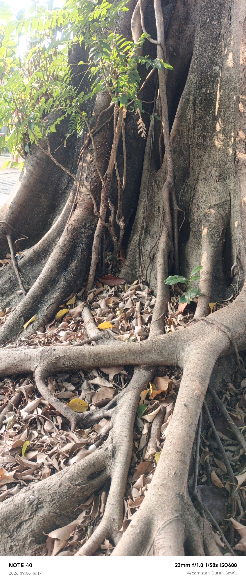 The image displays the massive, exposed root system of a large tree, likely a banyan or fig tree, in a public area. The roots are thick and gnarled, spreading across the ground which is covered with dry fallen leaves. Smaller, aerial roots hang down from the tree's canopy. Lush green foliage is visible in the upper left portion of the frame, contrasting with the dry leaves and rough bark of the tree. The lighting suggests it is daytime, with sunlight dappling through the leaves, creating shadows on the tree trunk and roots. In the lower portion of the image, text overlays indicate camera settings and location information: "NOTE 40", "2026.09.06 16:17", "23mm f/1.8 1/50s ISO688", and "Kecamatan Duren Sawit". The presence of this text suggests the photograph was taken in the Duren Sawit subdistrict of East Jakarta, Indonesia. There are no people or animals visible in the image. The scene is naturalistic and appears to be an outdoor setting, possibly a park or a naturalistic urban garden.