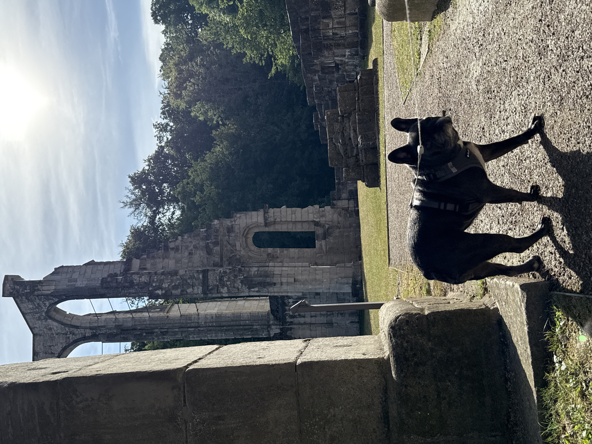 A French Bulldog is standing on a gravel path in front of ruined stone structures, likely part of a historical abbey, in Walkenried, Germany. The dog is dark gray with erect ears and is wearing a harness. The ruins, made of large stone blocks, appear ancient and are partially overgrown with grass and surrounded by trees. The sun is bright in the sky, casting shadows on the ground. The scene suggests an outdoor historical site.
