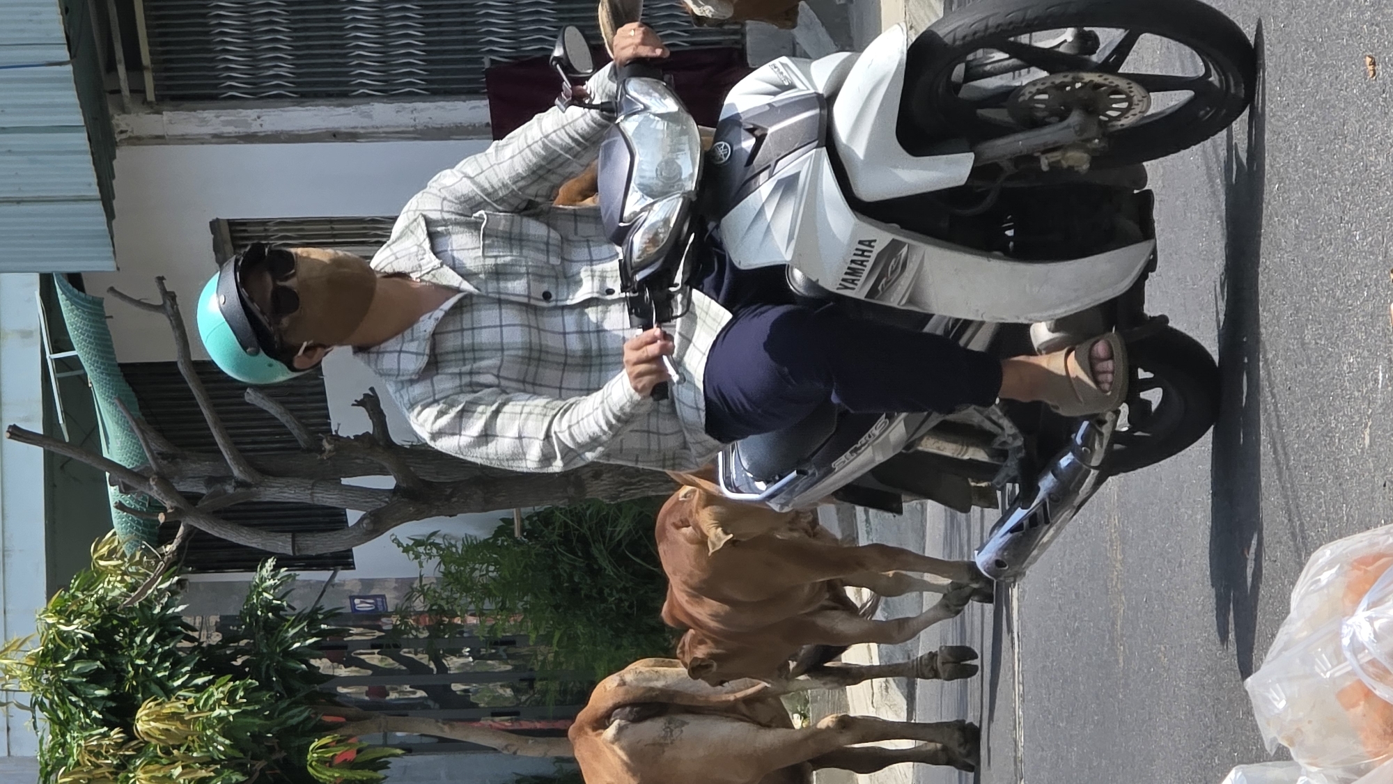 In Bac Nha Trang Ward, Vietnam, a person wearing a light-colored plaid shirt, dark pants, sandals, and a light blue helmet is riding a white Yamaha motorcycle on an asphalt road. Two brown cows are walking near the motorcycle. A tree, a green leafy bush, and a building are visible in the background. A bag of goods is on the right side of the image.
