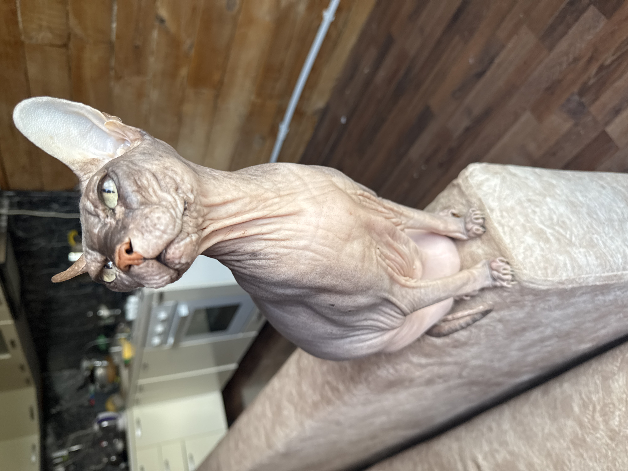A hairless cat is sitting on a tan couch. The cat is facing to the left and looking up. Its skin is wrinkled and pink. The cat's eyes are green and its ears are large and pointed. The background is a kitchen with white cabinets and a stove. There is also a wooden floor. The image was taken in Nikolaevka, Russia.