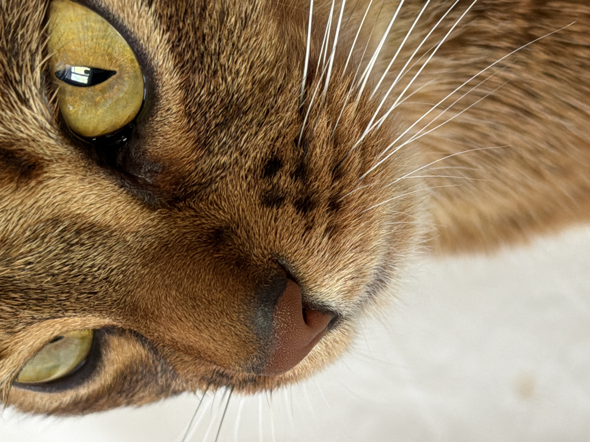 A close-up image features the face of a brown cat. The cat's eyes are yellow-green, and its nose is pinkish-brown. White whiskers are visible near the nose. The background appears to be a plain, light color. The location in the city of Unknown, Unknown, is not discernible from the image.