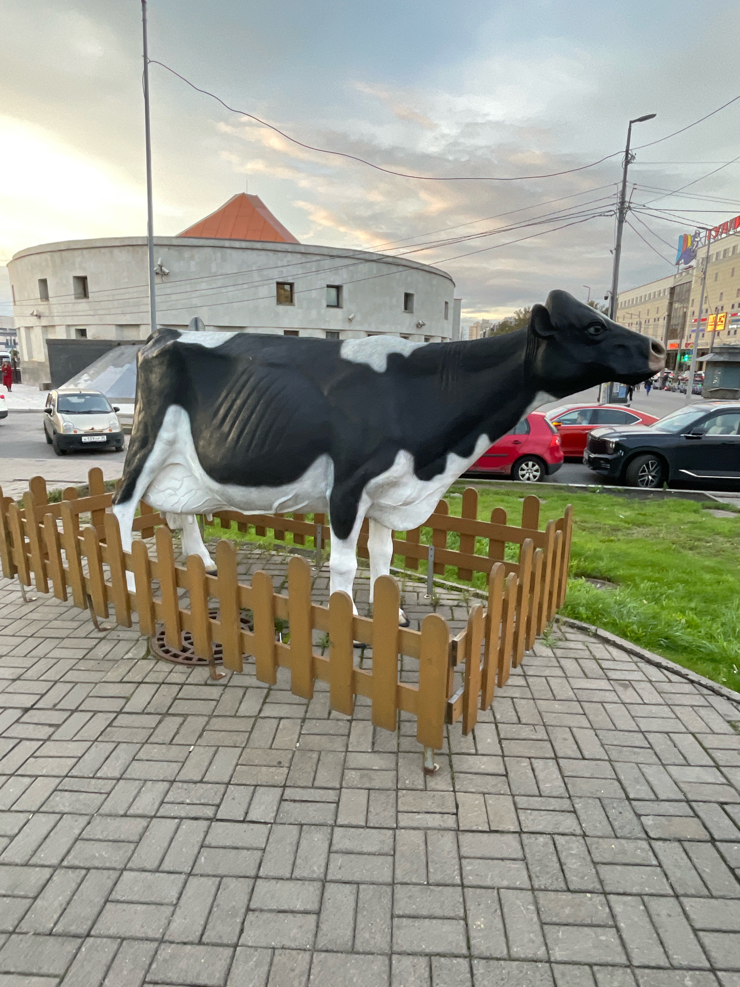 A life-sized, black and white cow sculpture stands behind a low wooden fence on a brick-paved sidewalk. The cow sculpture is facing right, with its head slightly lowered. In the background, there are cars, buildings, streetlights, and a cloudy sky. The environment appears to be an urban setting, likely a public space or a roadside attraction. The architecture of the building in the middle background, a circular structure with an orange conical roof, is distinctive and is likely to be recognizable for identification purposes within Saint Petersburg.
