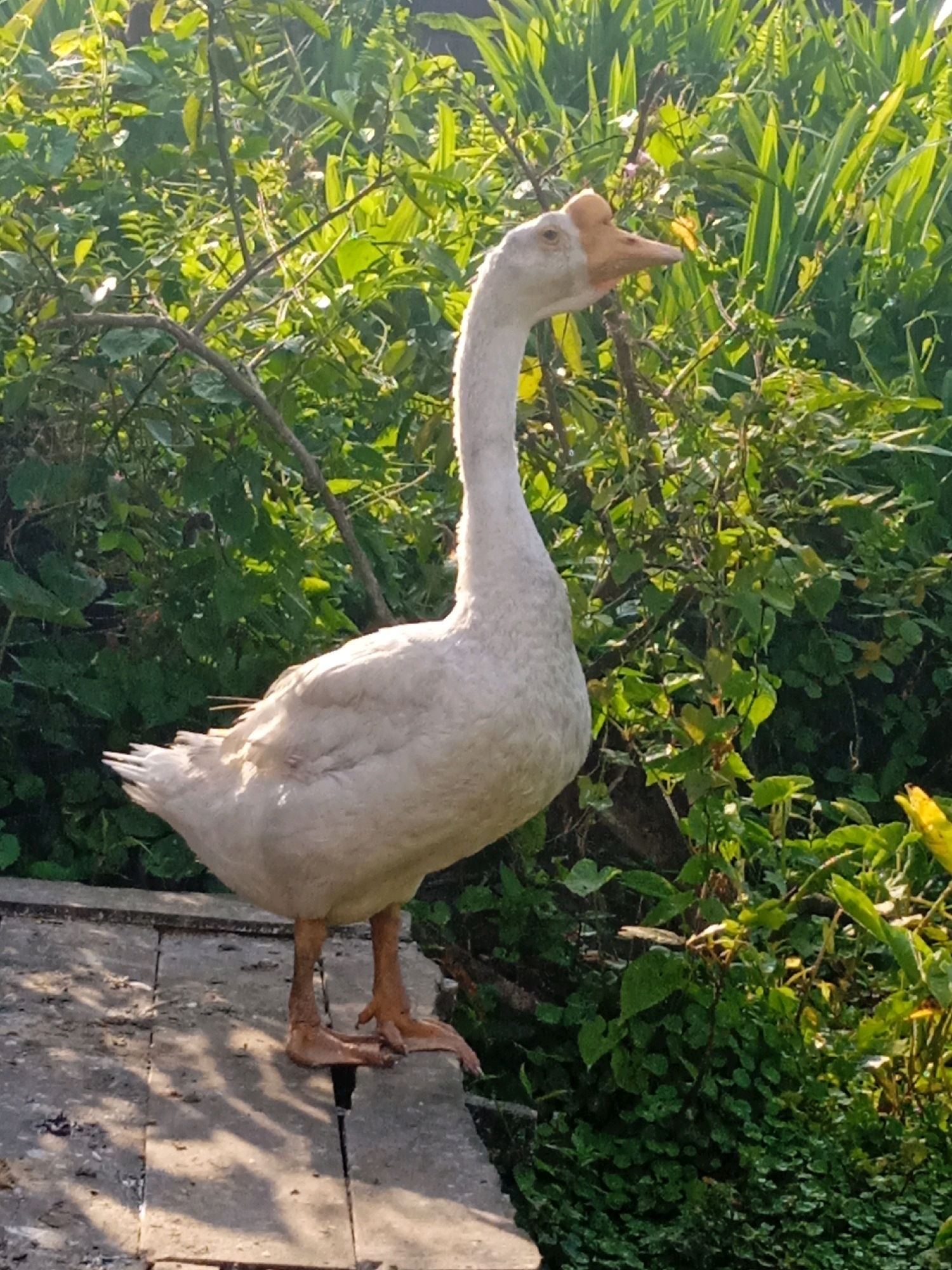 A white domestic goose stands on a stone surface in front of lush green foliage. The goose is facing right, with its long neck extended. It has an orange beak and a distinctive fleshy growth on its forehead. The stone surface appears to be part of a paved area, possibly a pathway or patio, with visible cracks and a slightly weathered texture. Sunlight casts dappled shadows on the stone. The background is dominated by dense green leaves and branches, suggesting an outdoor, natural setting. The image does not provide any specific clues to pinpoint its location within Banjarmasin, Indonesia.