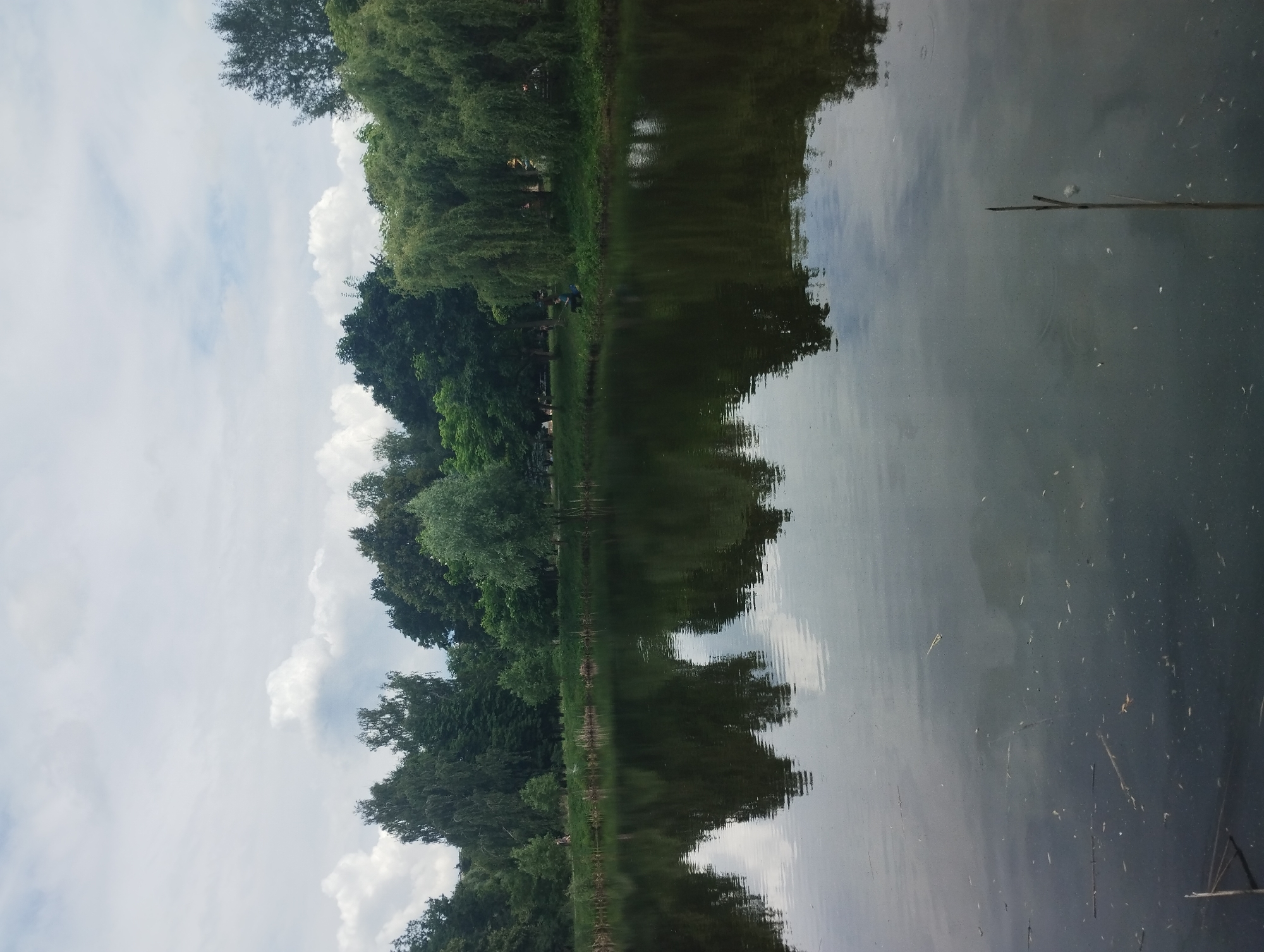 The image depicts a tranquil lake scene, likely in a park setting within the city of Sumy, Ukraine, given the presence of lush green trees and a calm body of water. The foreground is dominated by the dark, reflective surface of the lake, showing subtle ripples and the reflections of the surrounding trees and the overcast sky. Scattered debris, such as small twigs and leaves, are visible on the water's surface, with a thin, dry reed stalk protruding from the water in the lower right quadrant.
Along the bank of the lake, a dense line of varied trees forms the backdrop. On the left, taller, slender trees with lighter green foliage are present, interspersed with darker, fuller trees. As the scene moves to the right, the trees become more varied, with some showing the characteristic drooping branches of willows, creating a rich green canopy. A strip of grassy bank with some reeds is visible between the trees and the water.
Two individuals are subtly present in the mid-ground along the left bank. One person appears to be walking on the grass, and another is seated closer to the water's edge, possibly engaged in fishing or simply resting. The sky is cloudy, with patches of lighter and darker gray clouds suggesting an overcast day. The overall impression is one of a peaceful, natural environment within an urban context.