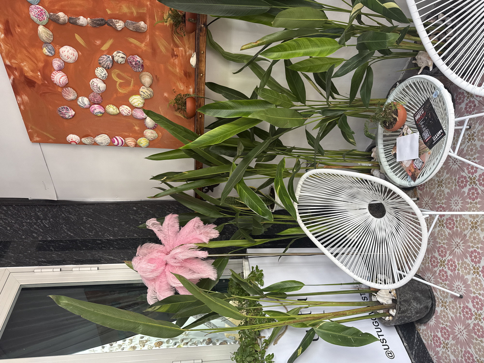 The image captures an interior space, featuring a creative arrangement of decor and furnishings. On the left, an orange-toned artwork adorned with seashells is mounted on the wall. A large green plant occupies much of the center, its broad leaves adding a touch of nature. A pink feather-like decoration is visible nearby. The foreground features two white woven chairs, one with reading materials. The flooring has a patterned design. The photograph was taken indoors in Nha Trang Ward, Vietnam.