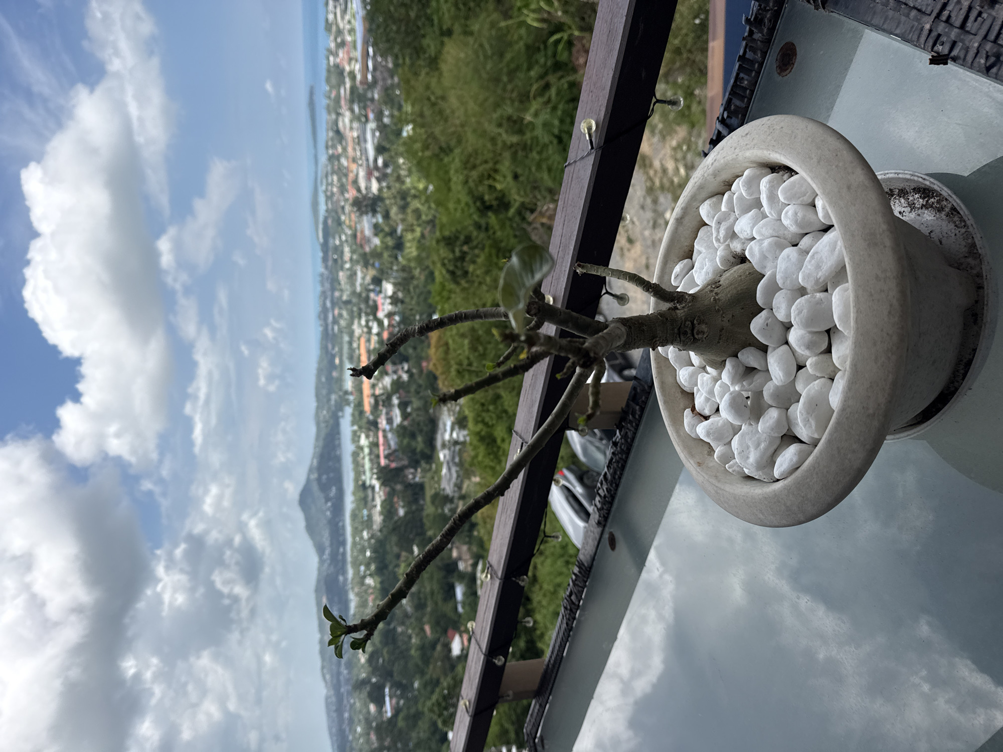 A potted plant with a thick base and thin branches, topped with white stones, sits on a glass table. Behind the table, a wooden railing with decorative lights separates the foreground from a scenic view of Ko Samui District, Thailand. The landscape features rolling green hills dotted with buildings, a body of water, and a distant mountain under a cloudy blue sky. The reflection of the clouds on the glass table adds a dynamic element to the scene.