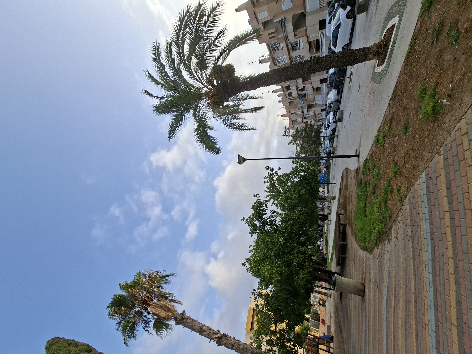The image shows a street scene in Torrevieja, Spain. In the foreground, a sidewalk with multi-colored brick paving leads into a park area with grass, dirt, and trees. Two palm trees are prominently visible; one is tall and slender on the left, and another is shorter and thicker with date clusters on the right. A street lamp stands between the trees. Beyond the park, a street is lined with parked cars, including a white van, several white cars, and darker colored vehicles. The buildings in the background are multi-story apartment complexes with balconies and light-colored facades. The sky is partly cloudy and blue, indicating it is daytime. There are no people clearly visible in the image. The scene depicts a typical urban residential area with green spaces and amenities.