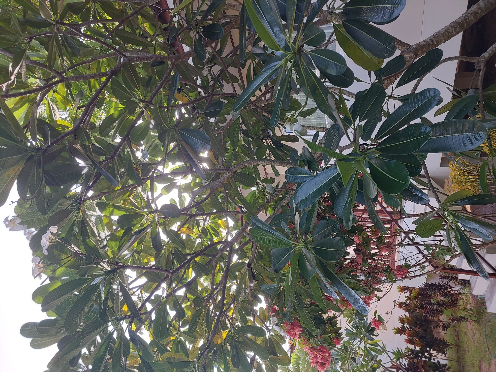 The image shows a close-up view of a Frangipani tree with lush green leaves and some white flowers, set against a bright sky. The branches of the tree are visible, with a building and some smaller plants in the background. The building appears to be white with some windows. The smaller plants are a mix of green and reddish-brown foliage, arranged in beds. The scene is outdoors, suggesting a warm climate. The sunlight filters through the leaves, creating a dappled effect. The composition suggests a serene, tropical environment. The location is identified as Baan Mae Nam, Thailand.