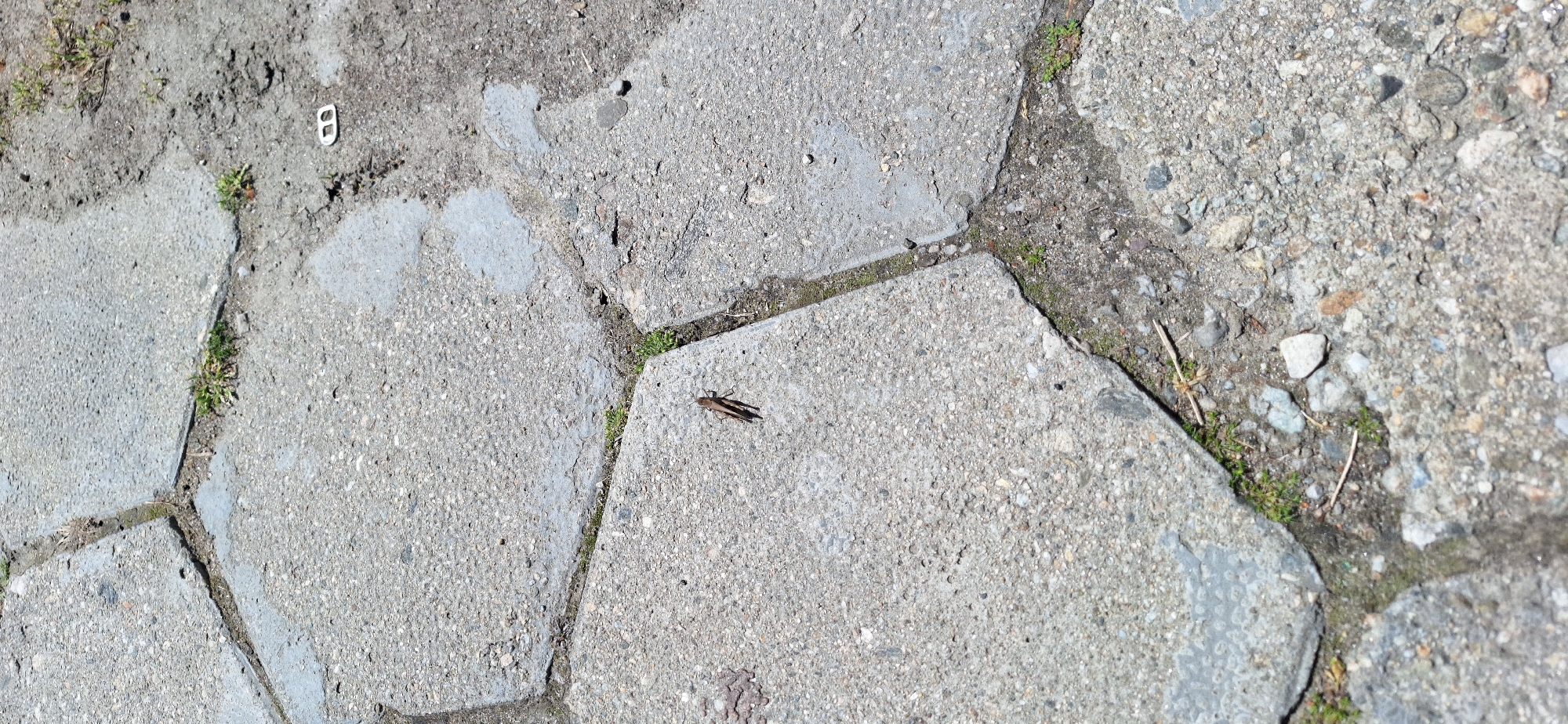 The scene is a close-up view of a paved area, possibly a sidewalk or courtyard, in Blagoevgrad, Bulgaria. The paving consists of irregularly shaped concrete slabs. The cracks between the slabs are filled with dirt and sparse vegetation, including small clumps of grass and moss.
On one of the slabs, a brown grasshopper is positioned. There is a metal pull-tab from a beverage can lying on the ground. The slabs show signs of wear and weathering, with variations in color and texture. Small pebbles and debris are scattered across the paved surface. The overall scene suggests an urban outdoor setting, likely a public space subject to typical environmental conditions and pedestrian traffic.