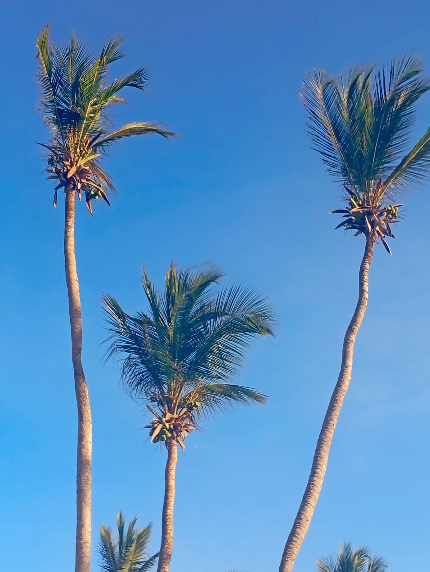 The image displays a clear blue sky over Playa El Agua, Venezuela, featuring five palm trees. Three prominent palm trees dominate the frame, with parts of two additional palm trees visible at the bottom. The palm tree on the left is tall and straight, with green fronds and visible clusters of green coconuts at its crown. The palm tree on the right is equally tall but exhibits a noticeable curve in its trunk, also topped with green fronds and green coconuts. A third, shorter palm tree is situated centrally, below the other two, also bearing green fronds and coconuts. The trunks of all visible palm trees are light brown. The sky is uniformly clear and bright blue, indicating daylight. No people or human structures are present.