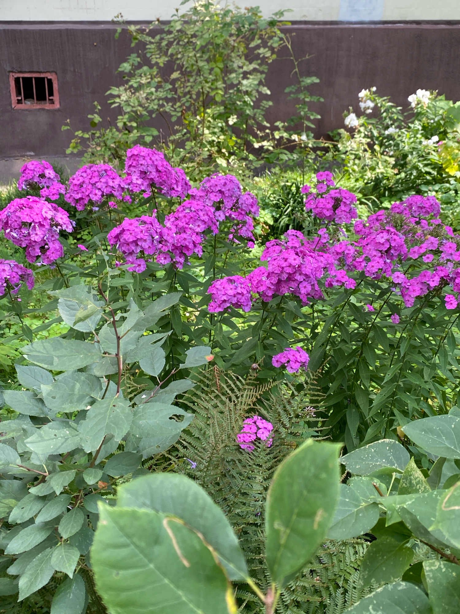 An outdoor, eye-level shot shows a dense garden bed featuring clusters of bright pink phlox flowers in full bloom. The flowers are the dominant subject, with their vibrant color contrasting against the lush green foliage. Interspersed among the phlox are the feathery fronds of a fern. In the background, a dark brown wall with a small, barred window is visible. Above the wall, a green tree with light-colored leaves grows. The overall impression is a naturalistic and slightly wild garden setting, possibly in a residential area of Ivanteyevka, Russia. No people are present.