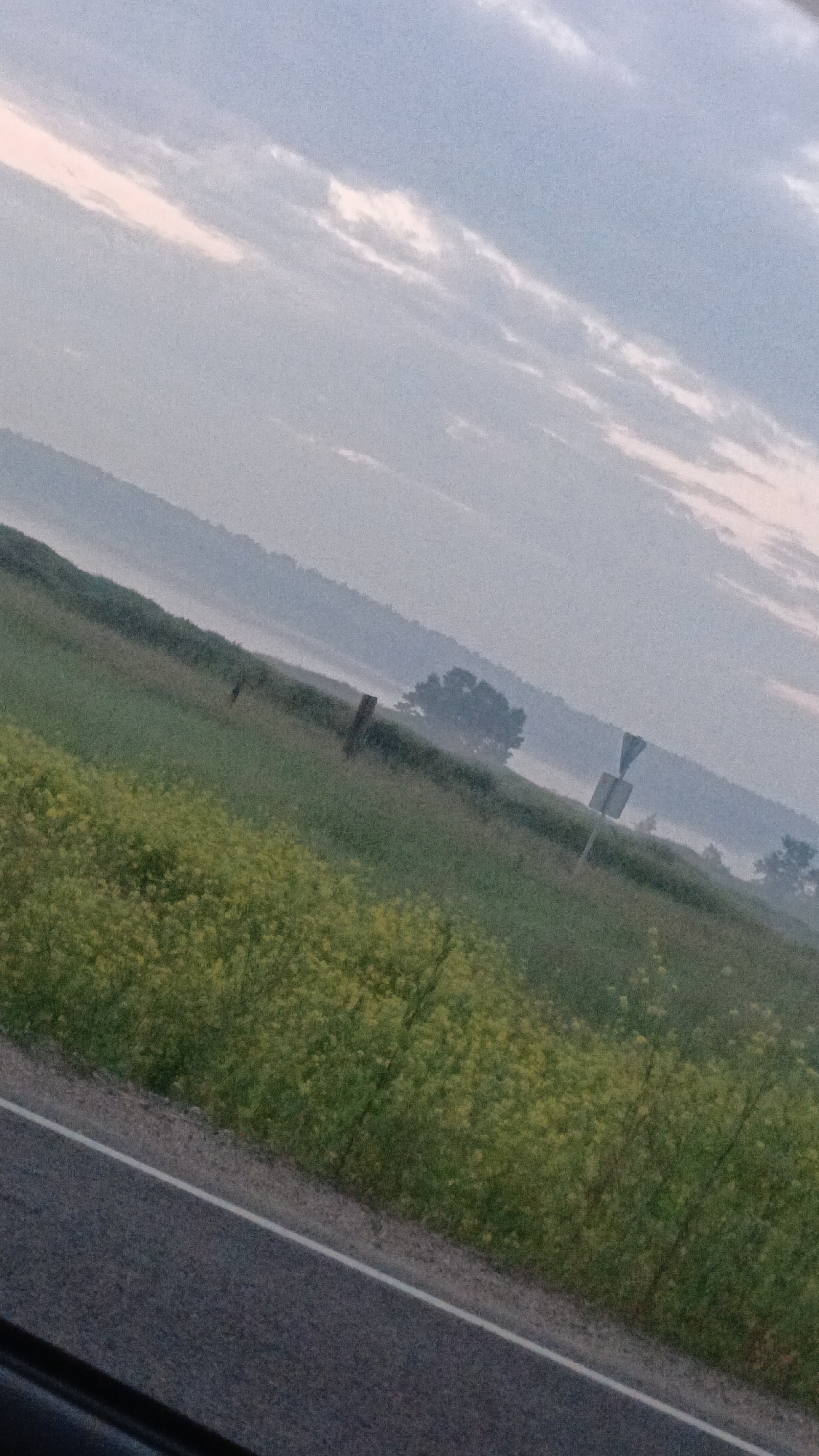 The image depicts a rural landscape with a road in the foreground and a field of yellow flowers stretching uphill. In the background, there are trees and rolling hills, partially obscured by a light mist. The sky is overcast with wispy clouds. A wooden fence post and a road sign are visible in the field. There are no people or animals in the image. The scene appears to be a quiet, natural setting. There is no indication that this location is in Angarsk, Russia.