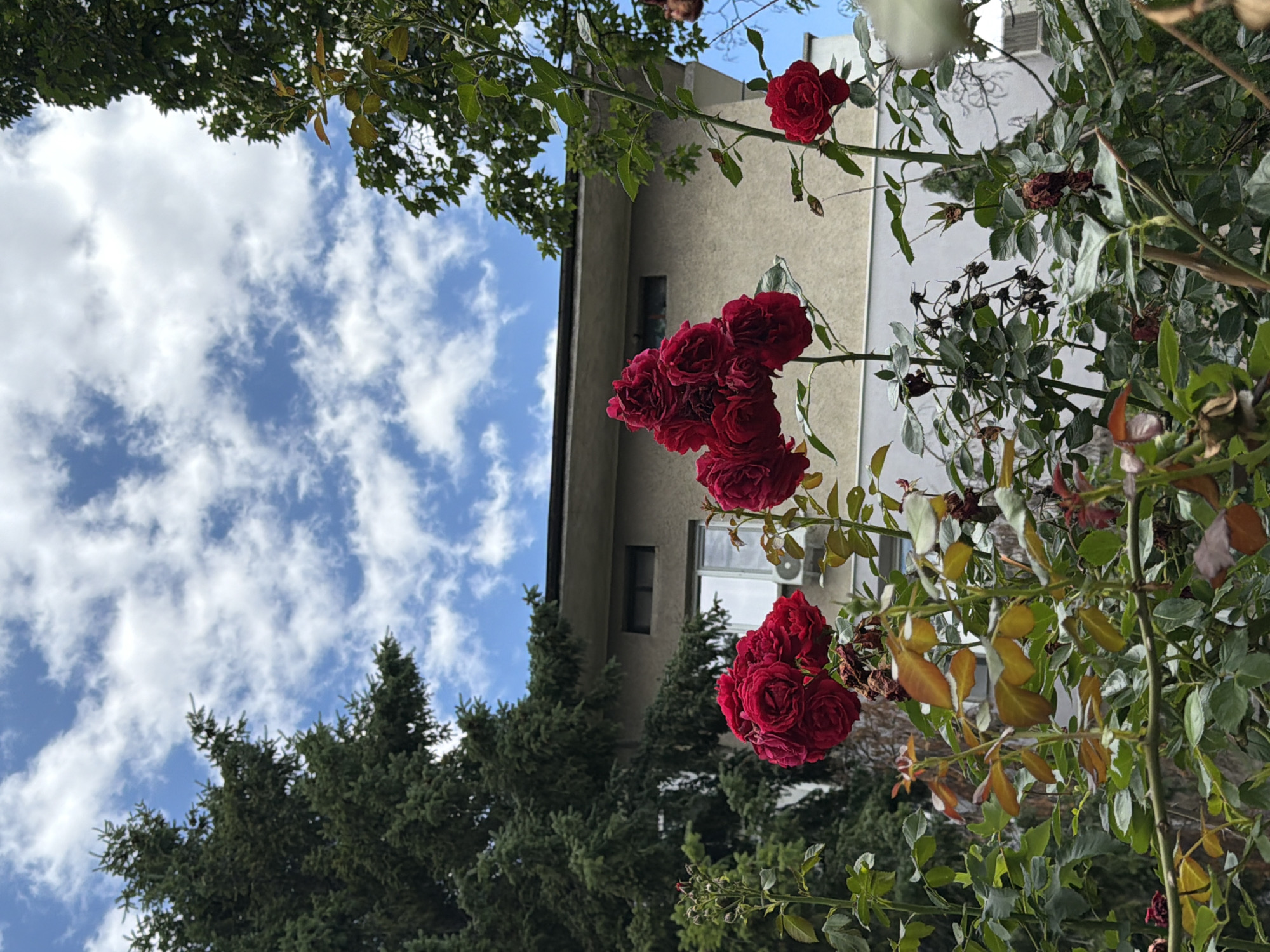 A cluster of vibrant red roses are in the foreground, with their lush green foliage extending throughout the frame. Behind the roses, a muted beige building with dark-trimmed windows and an air conditioning unit is visible. The building is partially obscured by the dense branches of a large, dark green coniferous tree. The sky above is a brilliant blue, dotted with fluffy white clouds. The scene appears to be an outdoor setting, possibly a garden or yard, in Pazardzhik, Bulgaria.