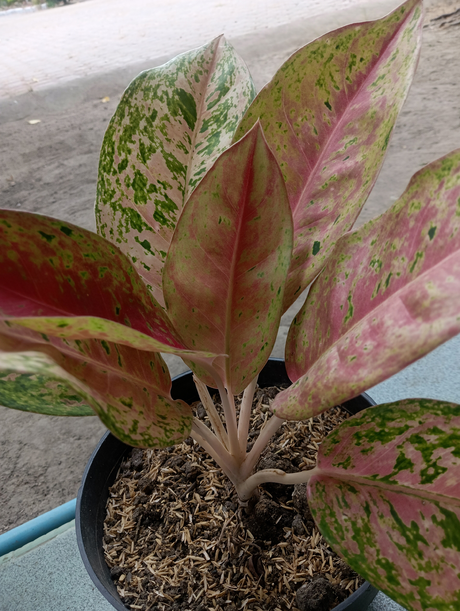 A close-up, eye-level, medium shot captures a potted Aglaonema plant. The plant is in a black plastic pot filled with dark soil and a layer of light brown, fibrous mulch. The plant's thick, pale stem is visible in the center, supporting several large, ovate leaves. These leaves exhibit a striking pattern of variegated colors, primarily shades of pink and green, with some areas appearing almost white. The green markings are irregular patches and streaks scattered across the pink background, which deepens to a vibrant red towards the leaf edges. The leaves are glossy and have prominent central veins. The background consists of a blurred outdoor setting, with a light grey, concrete-like surface in the foreground and a lighter, out-of-focus area in the distance that suggests a paved surface and possibly some foliage. There are no people or animals present in the image.