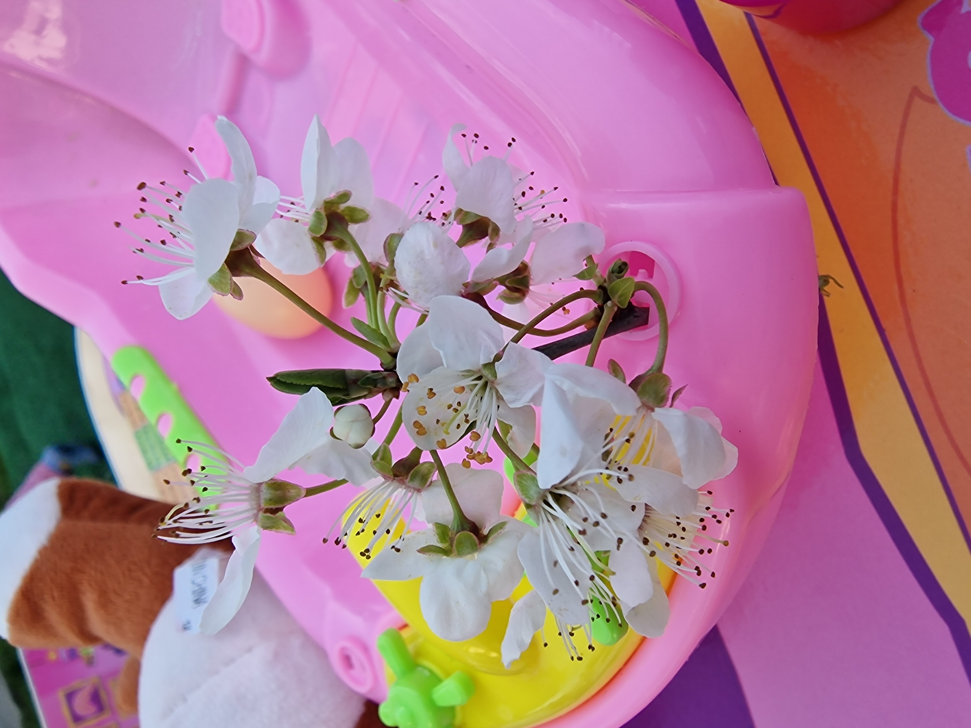 A close-up shot depicts a cluster of white flowers with delicate stamens, likely cherry blossoms or a similar variety, positioned atop a pink plastic toy. The toy, featuring a yellow and green component, appears to be part of a larger play structure or vehicle. A partially visible stuffed animal, brown and white in color, lies adjacent to the toy and flowers. The background includes elements of green, orange, and purple, suggesting an outdoor setting or play area.