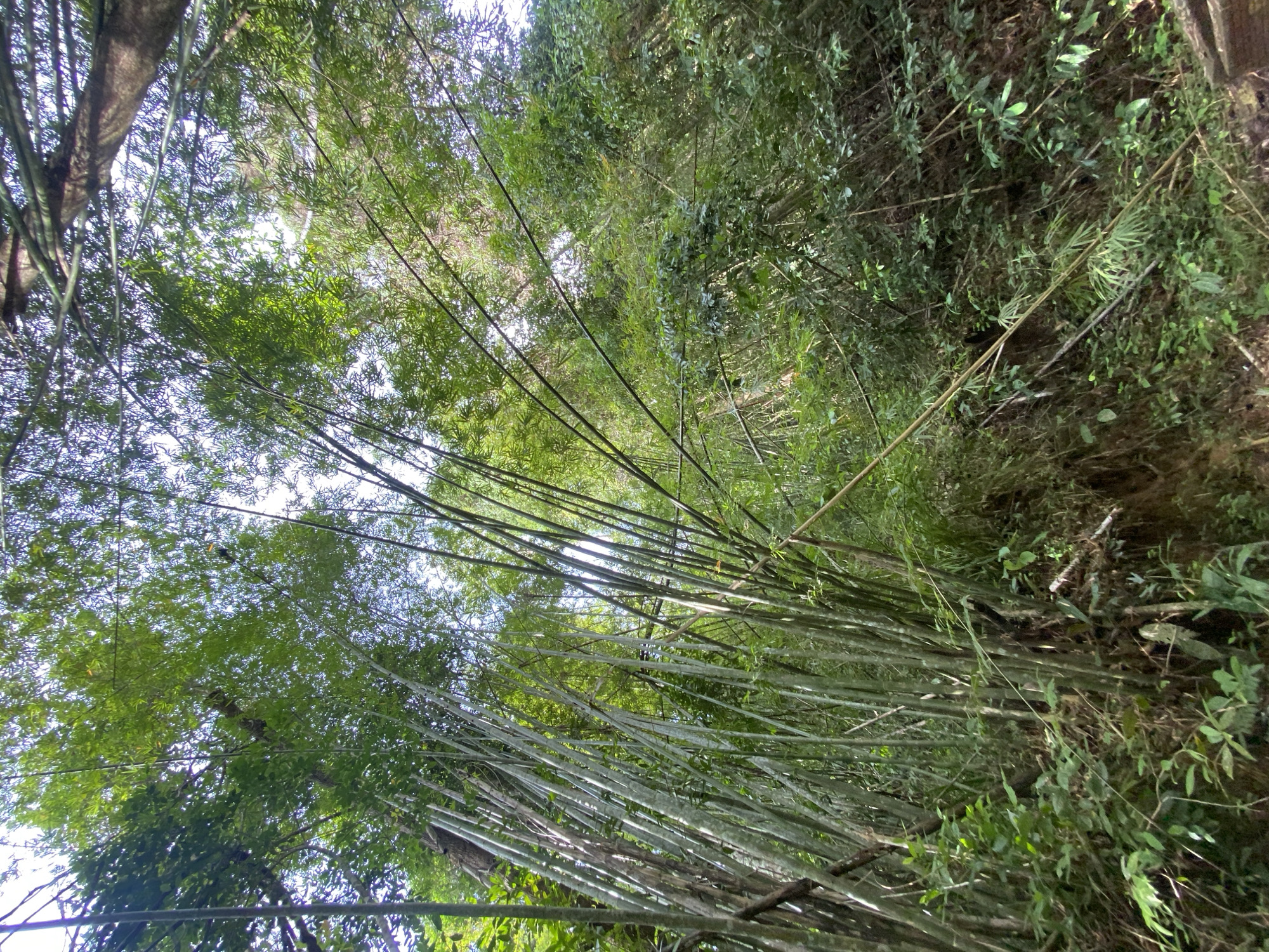 The image shows a dense bamboo forest located in Tambon Thai Mueang, Thailand. The perspective is from the ground looking upwards through the bamboo stalks and foliage towards the sky. The bamboo is predominantly green, with some stalks showing a lighter, silvery sheen. The vegetation includes various types of trees and undergrowth. The overall scene suggests a natural, uncultivated environment.