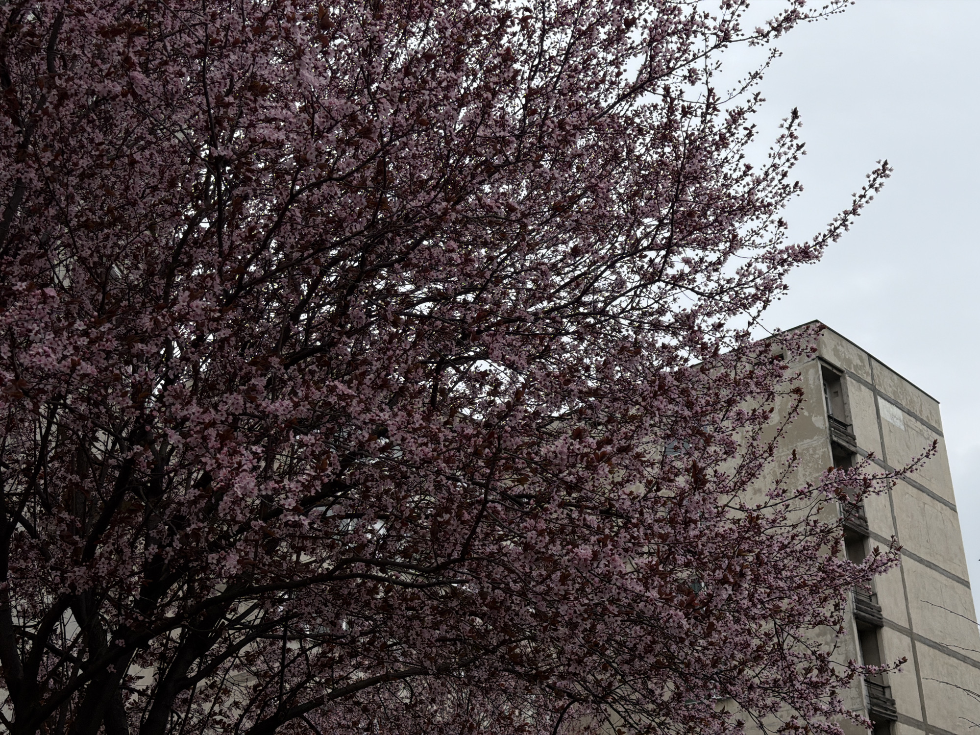 The image depicts a densely blossoming tree with pink flowers in front of a tall, concrete building in Sofia, Bulgaria. The sky is overcast. The building appears to be an apartment block with recessed balconies. The tree dominates the foreground, with the building visible through and around the branches. The light is subdued due to the overcast sky. The scene is still and quiet, lacking any visible people or movement.