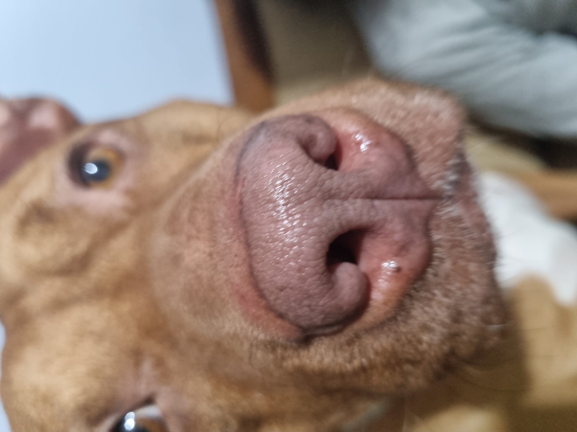 The image shows a close-up view of a dog's face, focusing primarily on its nose. The dog appears to be light brown in color. The nose is pinkish-red and textured. The dog's eye is visible in the upper left of the image. The background is blurred. The location is unknown.