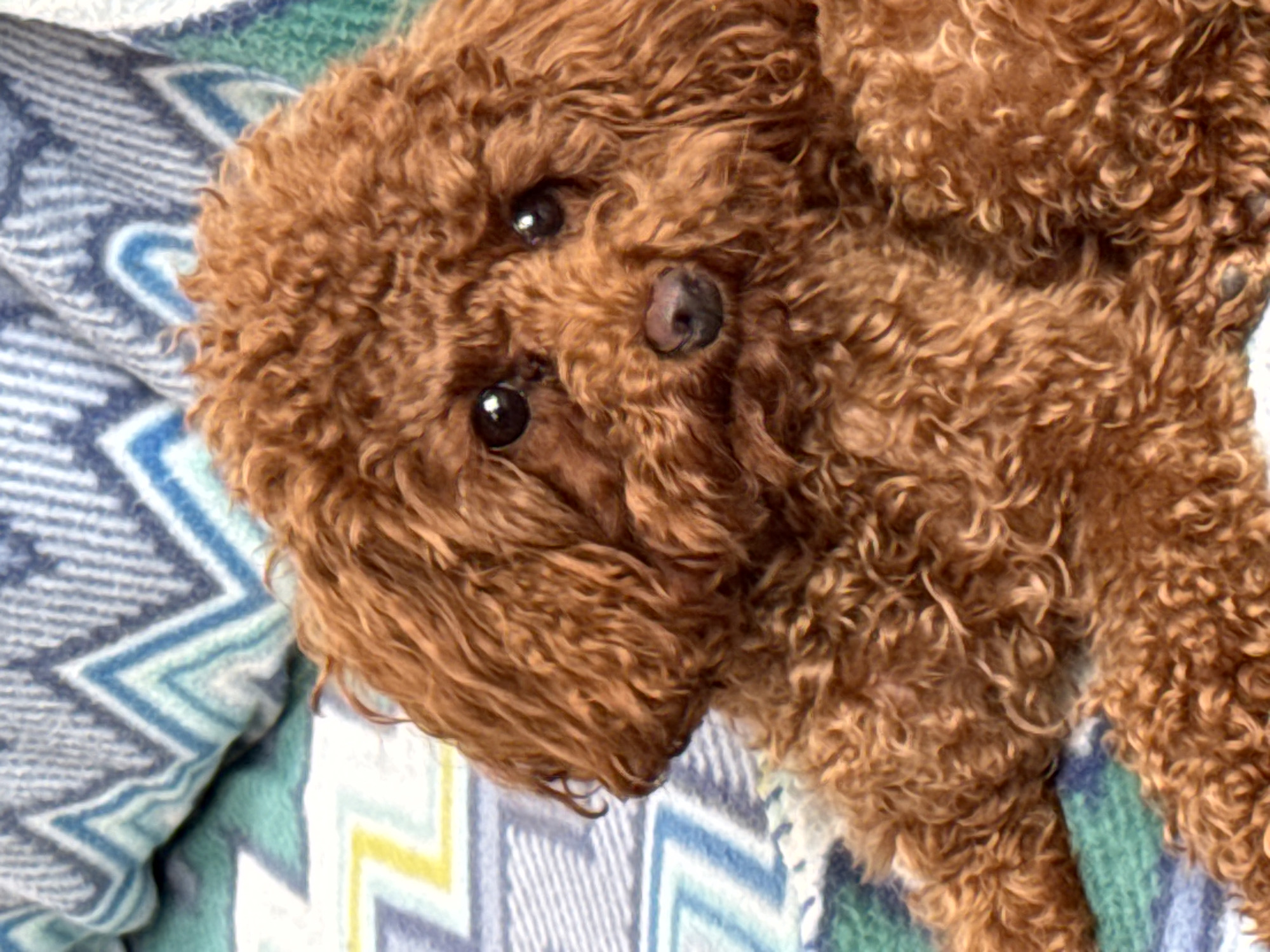 A close-up, eye-level shot captures a miniature poodle with curly, auburn fur resting on a patterned blanket. The dog's head is slightly tilted, and its dark eyes gaze forward. The blanket features a chevron pattern in shades of blue, teal, and yellow against a white background. The poodle's dark nose and muzzle are visible, as is its fluffy body. The lighting is soft and natural, highlighting the texture of the dog's fur and the blanket's design. The background is blurred, focusing attention on the dog. No specific location in Bersenevka, Russia, can be identified from the image.
