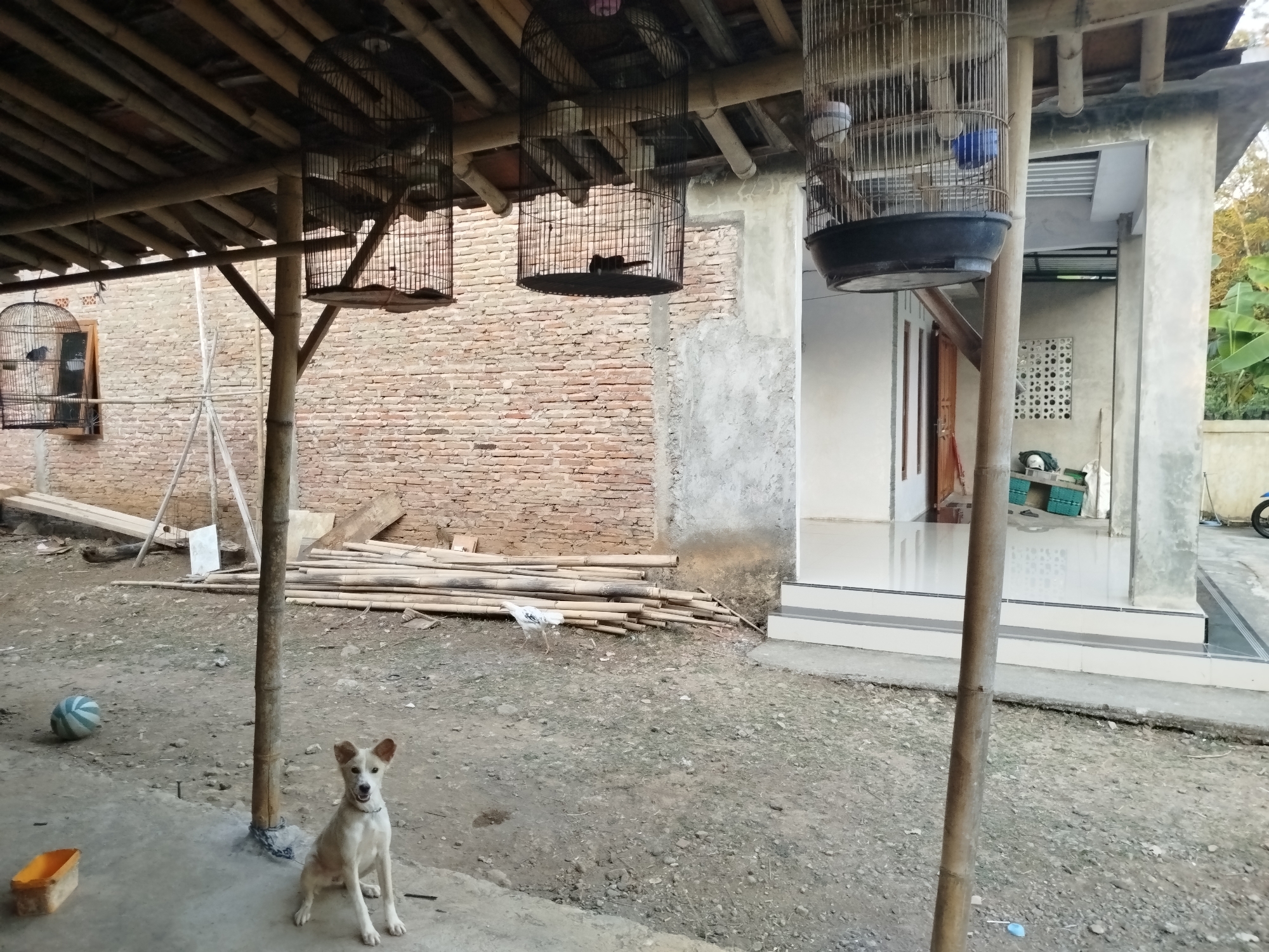 This is a medium shot of an outdoor scene in Sewurejo, Indonesia, with a dog as the primary subject in the foreground. A light-colored dog with pointed ears sits on a concrete surface, looking directly at the camera with its mouth slightly open. To the left of the dog is an orange plastic container, and further to the left is a partially visible blue and white striped ball.
The background consists of a rustic, open-sided structure with a bamboo roof. Several black wire birdcages are hanging from the bamboo beams. One cage, on the far left, has a dark bird inside and is positioned in front of a brick wall with a window. Two other cages are visible, one in the center and another to the right, with birds also present inside. A pile of bamboo poles and wooden planks are stacked behind the dog, leaning against the brick wall.
To the right of the structure, a modern house with a tiled floor and white stairs is visible. The house has large windows and appears to be under construction or recently built. Lush green foliage, likely banana trees, can be seen on the far right edge of the image. The ground is a mixture of dirt and gravel, with some concrete patches. The overall impression is a semi-rural or peri-urban setting, potentially a backyard or common area.