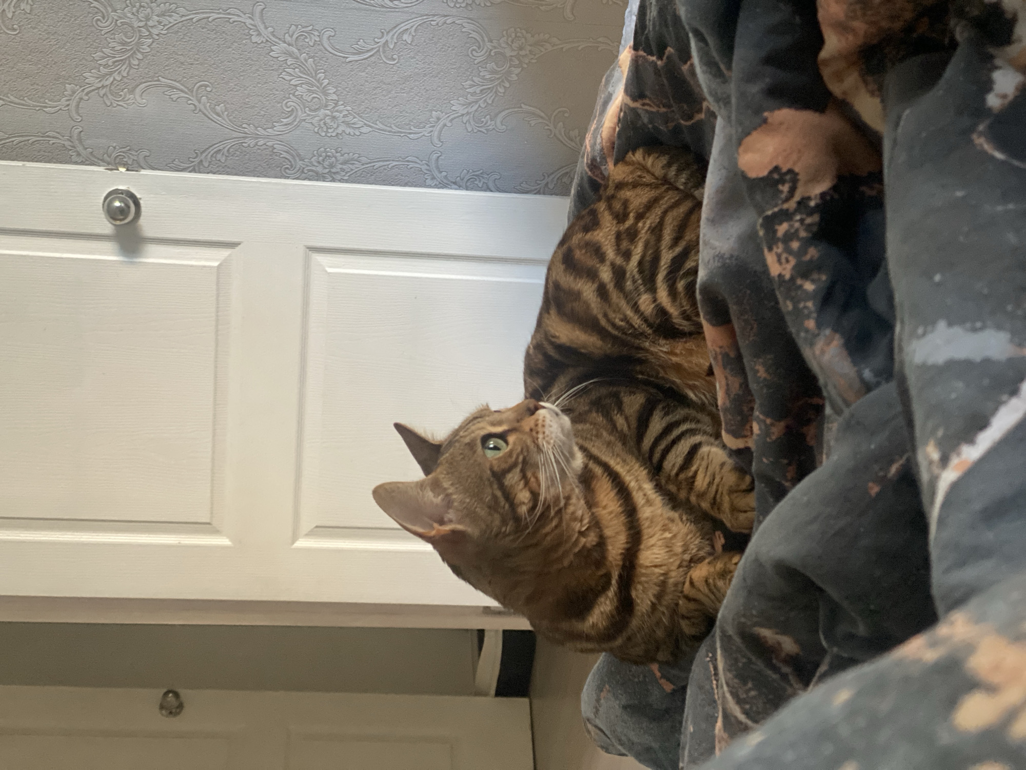 A brown tabby cat is perched on someone's lap, gazing upwards. The individual is seated in front of a white double door with silver hardware, set against a background of floral patterned wallpaper. The person's lap is covered with a dark grey blanket featuring a tie-dye pattern. The location is indoors, and based on the provided information, it is located in the city of Chaikovsky, Russia.