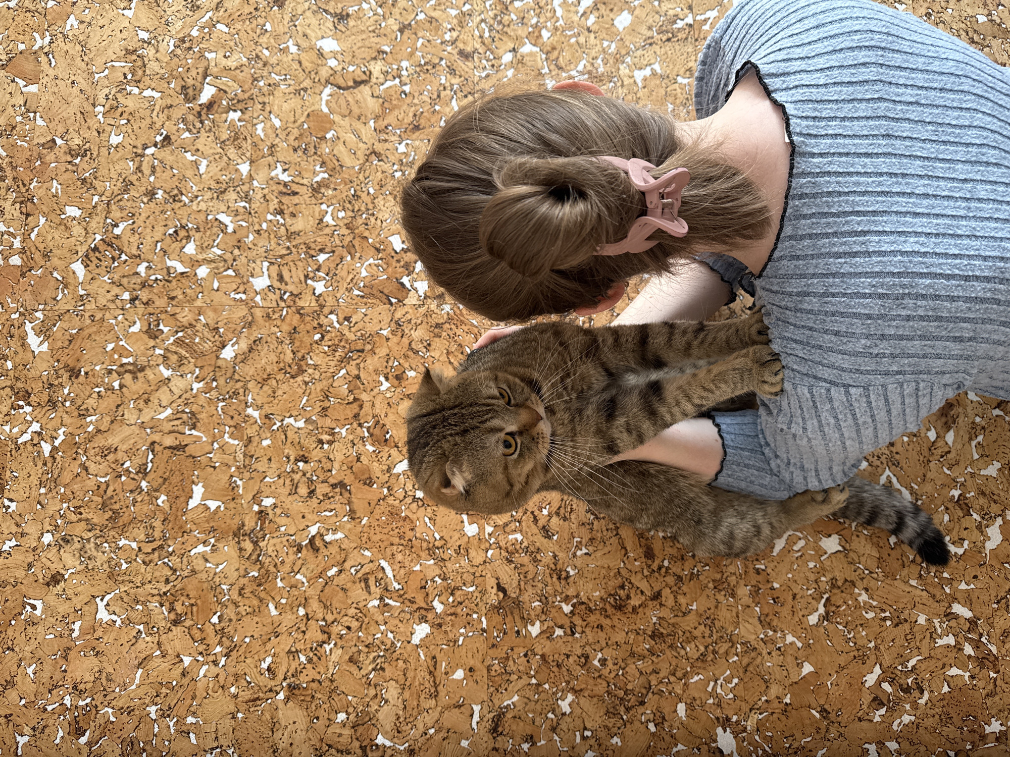 An overhead shot captures a person lying down, holding a tabby cat against a distinctive cork-patterned surface. The person is seen from the back of the head and upper torso. They have light brown hair styled into a bun, secured with a pink, star-shaped claw clip. They are wearing a light blue, ribbed long-sleeved top with a dark, possibly black, trim around the neckline. A watch or similar accessory is visible on their left wrist.
The short-haired tabby cat is held close to the person's chest. It looks directly towards the viewer with large, bright yellow-amber eyes. Its fur displays a mix of brown and darker tabby stripes, and it has prominent white whiskers. The cat's ears appear slightly flattened or folded. Its tail, visible towards the bottom right, has distinct dark stripes and a black tip.
The background is a textured surface, likely cork flooring or a wall covering, composed of irregular, warm brown and tan pieces interspersed with white or very light beige gaps, creating a fragmented, mosaic-like pattern. The lighting is bright and even. There is no visible text in the image.