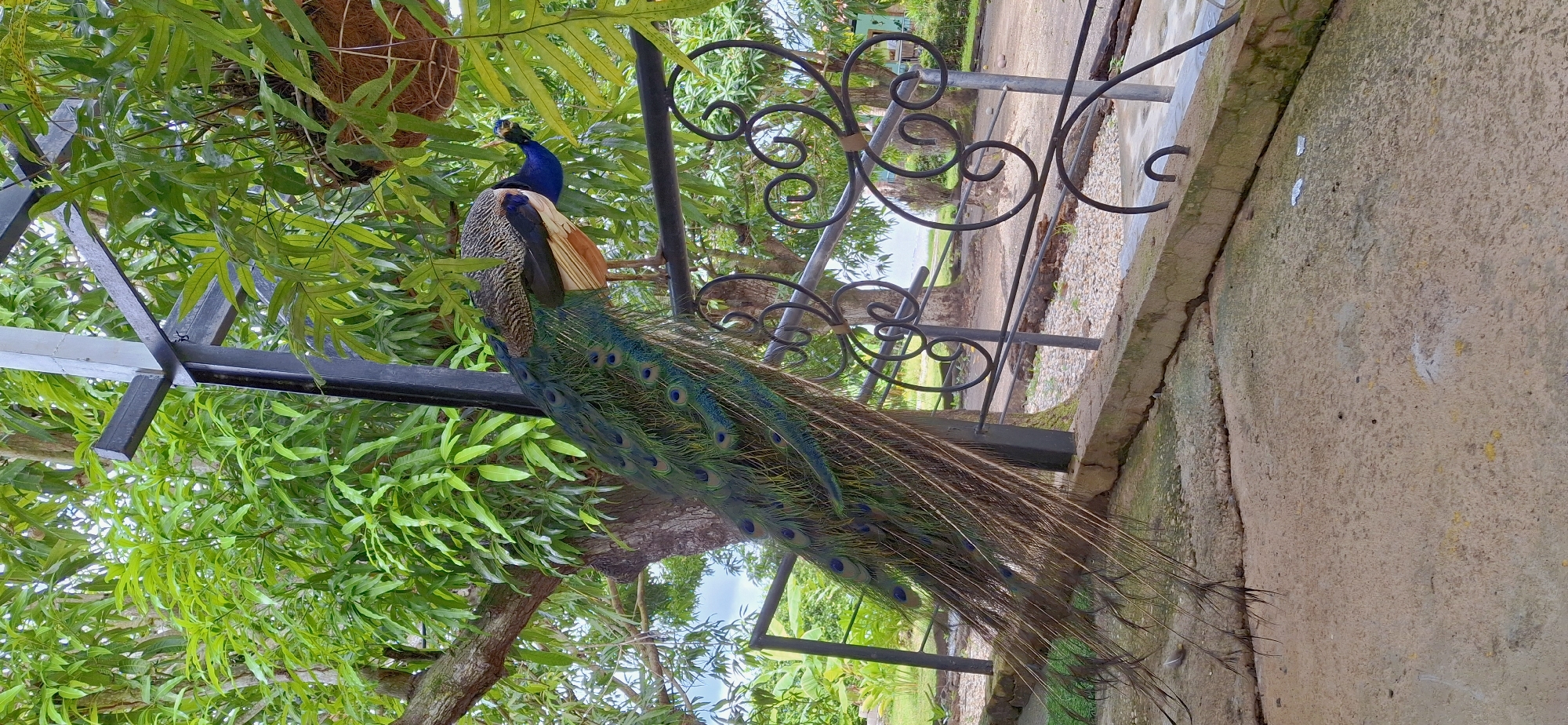 A peacock with its train extended is perched on a black metal railing against a backdrop of lush green foliage and trees. The peacock's iridescent feathers, predominantly green and blue with distinct eye-spots, cascade down. Behind the railing, a paved area with scattered stones is visible, leading to a body of water in the distance, suggesting a park or natural setting in Vallecito, Venezuela. The scene is captured in daylight.