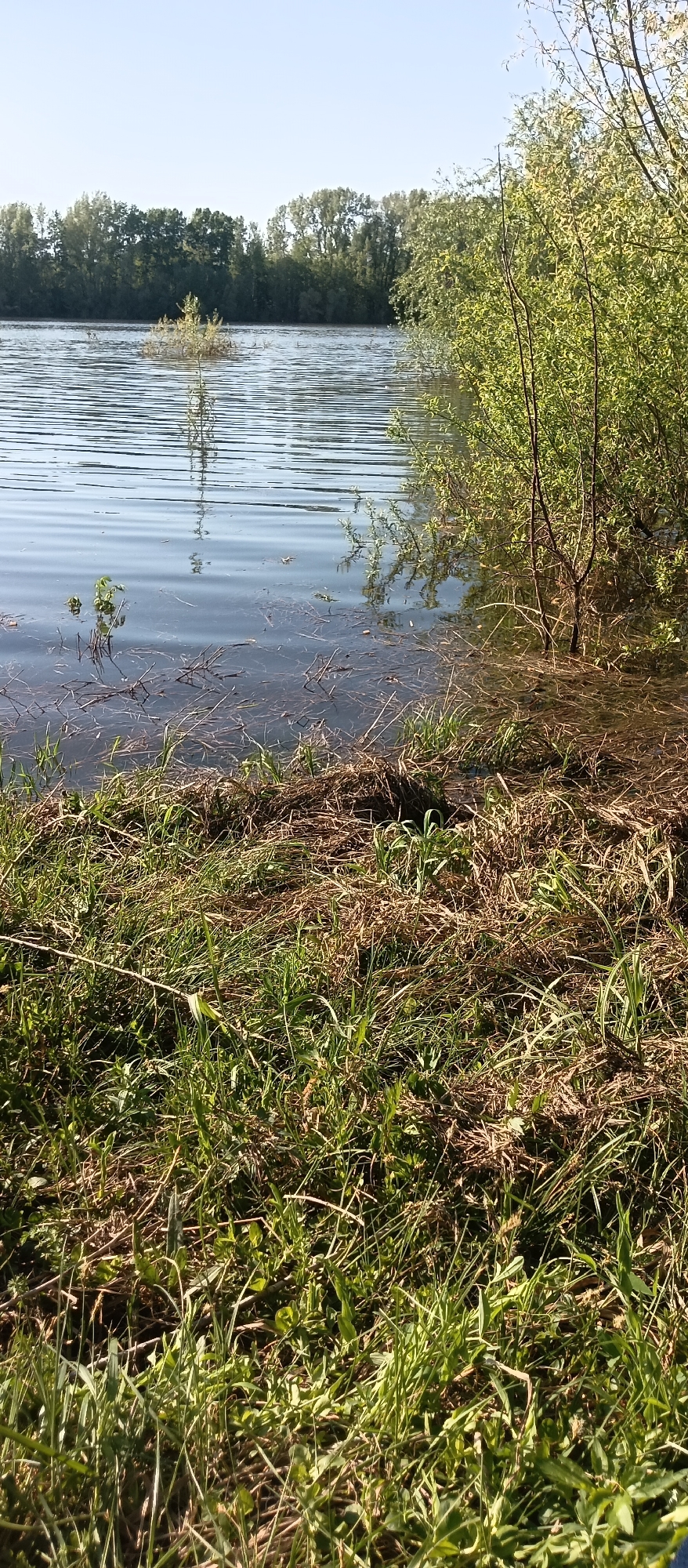 The image depicts a shoreline in an area of Unknown, Unknown, characterized by water meeting a grassy bank. The water, with visible ripples, extends into the distance where a tree line is visible. Emerging from the water are a few submerged plants. The bank is covered with a mix of green and brown grass and other vegetation. Some tree branches extend into the water from the right side of the frame. The sky is clear.